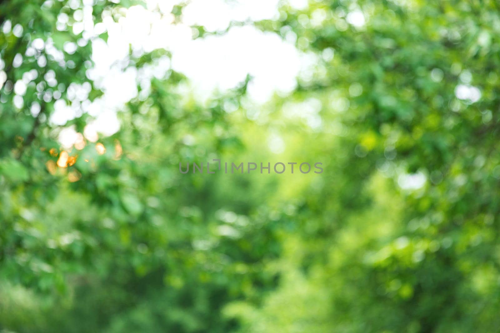 Green tree leaf on blurred background with beautiful bokeh, copy space for text. Nature concept. Closeup of leaves and sunlight with greenery use as decoration ecology environment, fresh wallpaper
