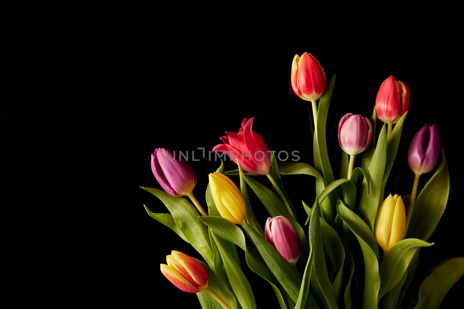 Bouquet of fresh tulips with tender colorful petals and green leaves on black background in studio during festive event celebration