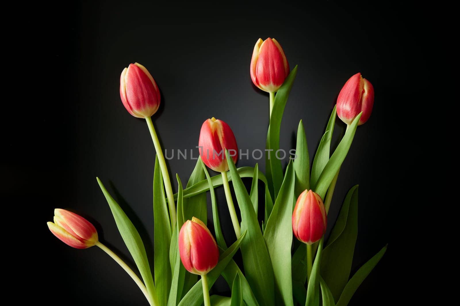 Bunch of colorful fresh tulips with red petals and green leaves placed on black background in studio during festive event