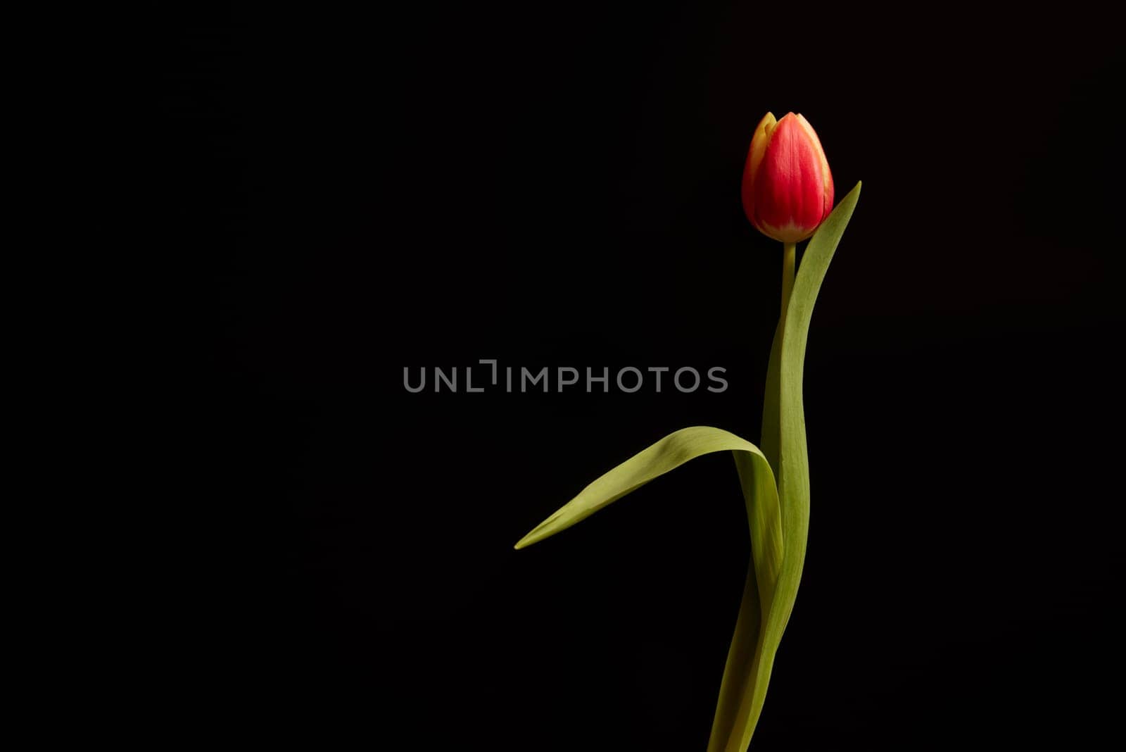 Tender tulip flower with red petals and green leaves with thin stem on black background in studio during festive event