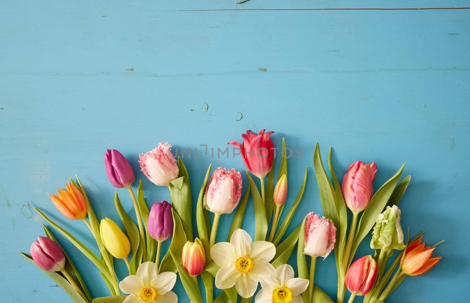 Top view of multicolored tulips with tender bright petals and green leaves placed near narcissuses on blue background in studio