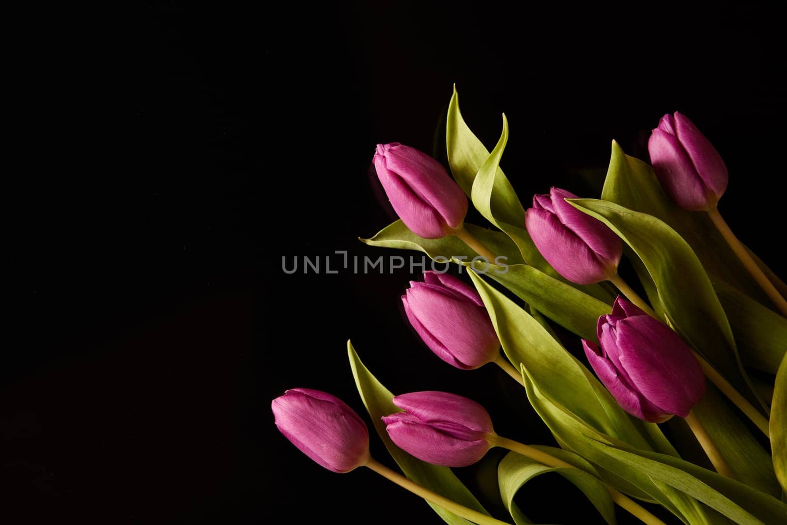 Bouquet of colorful blooming tulips with purple petals and green leaves place don black background in light studio during festive event