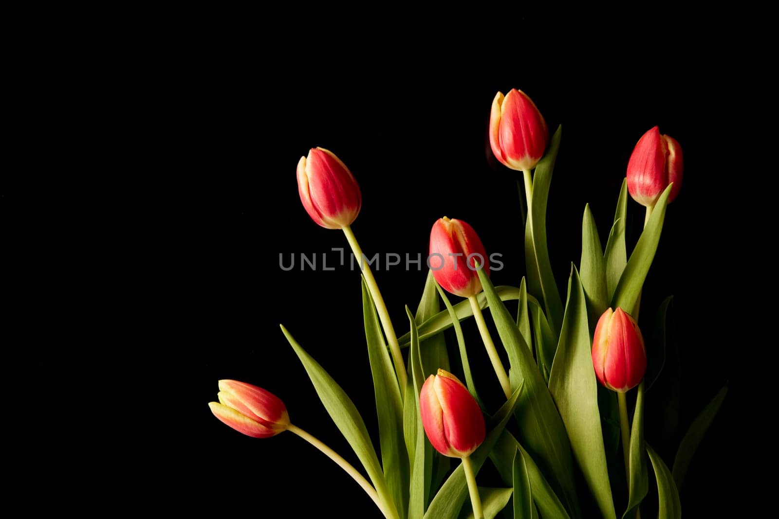 Bouquet of fresh tulips with red petals on long green stems placed on black background in studio during festive event