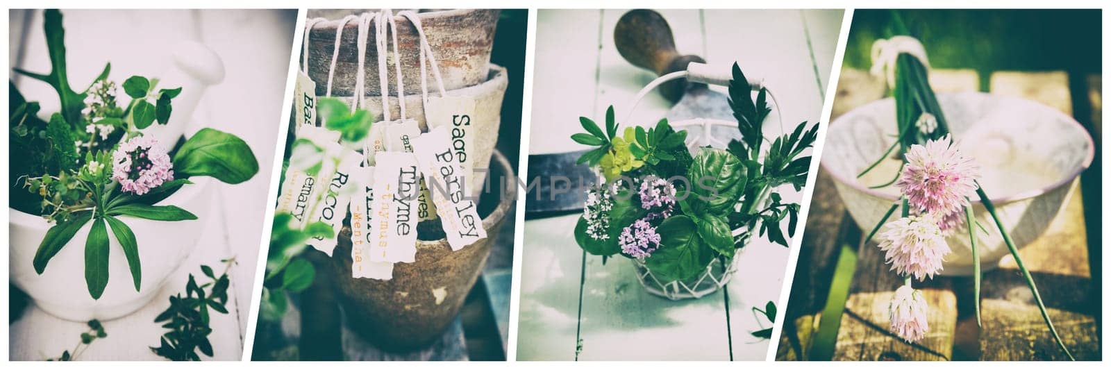 Set of photos of pots with labels and flowers placed on sunlit tables on summer or spring day