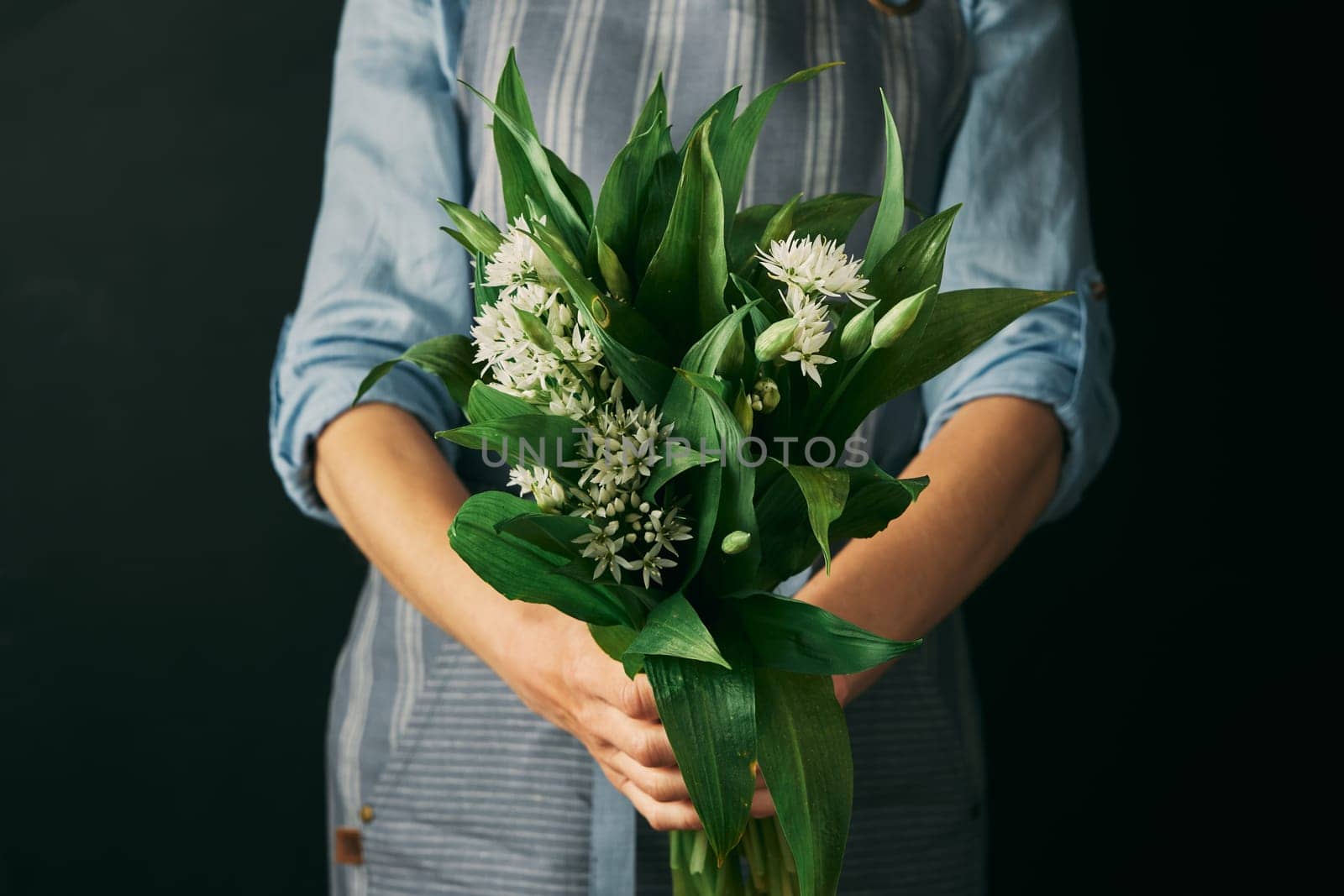 Crop anonymous female cook in apron holding heap of wild garlic with white bulbs and green leaves against black background