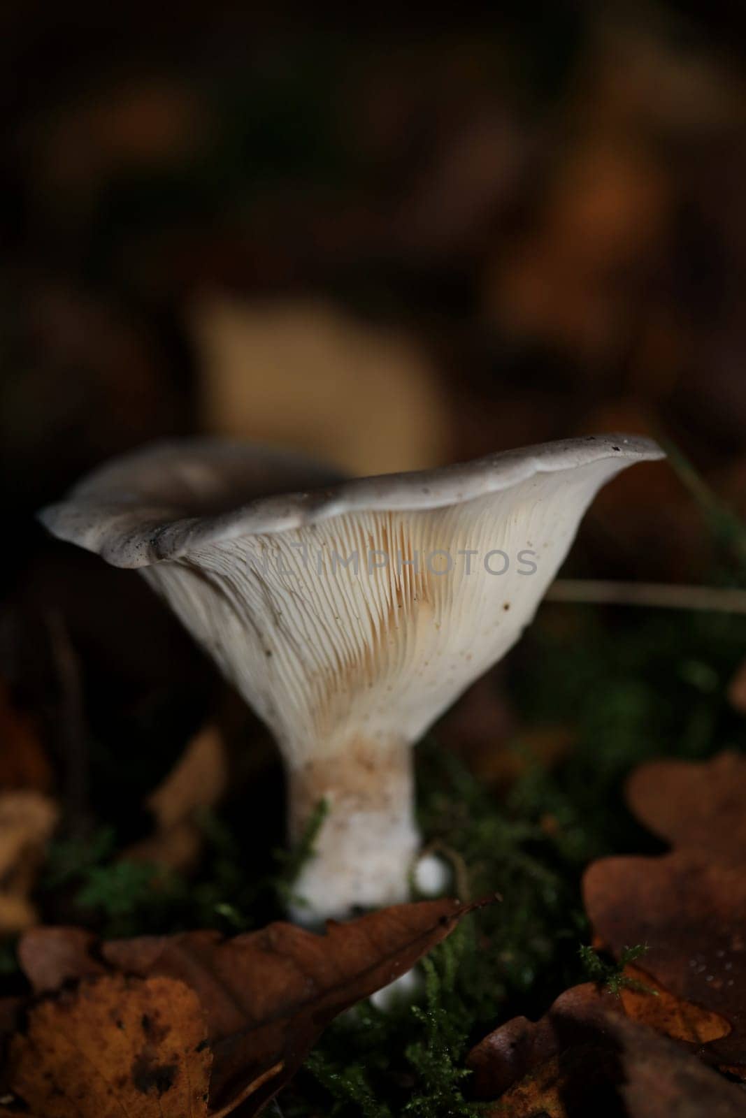 Wild winter mushrooms on forest macro background north germany high quality print