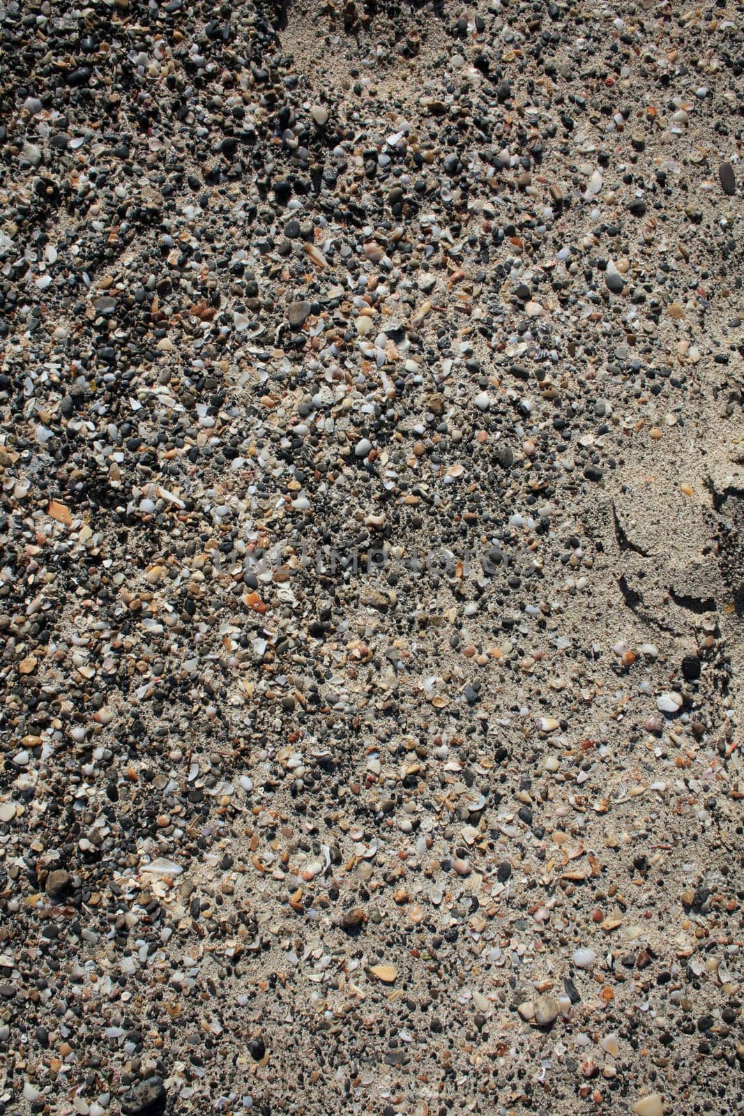 Shells close up elafonisi beach crete island covid-19 season holidays modern background high quality prints