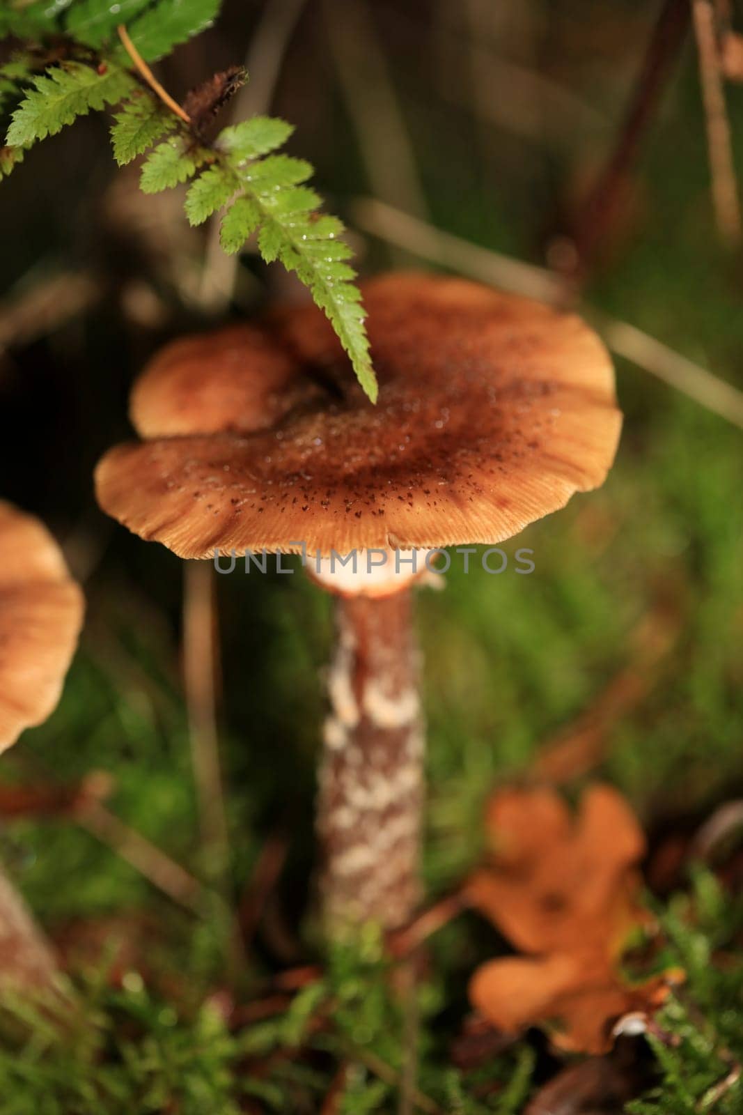 Wild winter mushrooms on forest macro background north germany high quality print