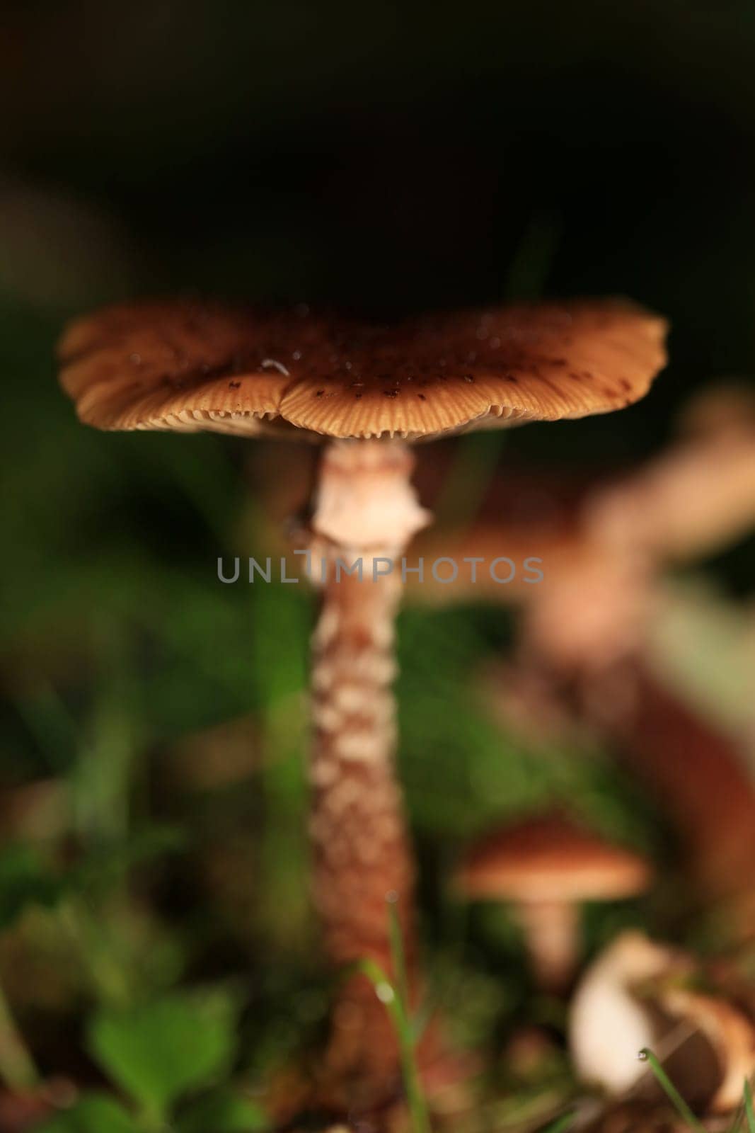 Wild winter mushrooms on forest macro background north germany high quality print