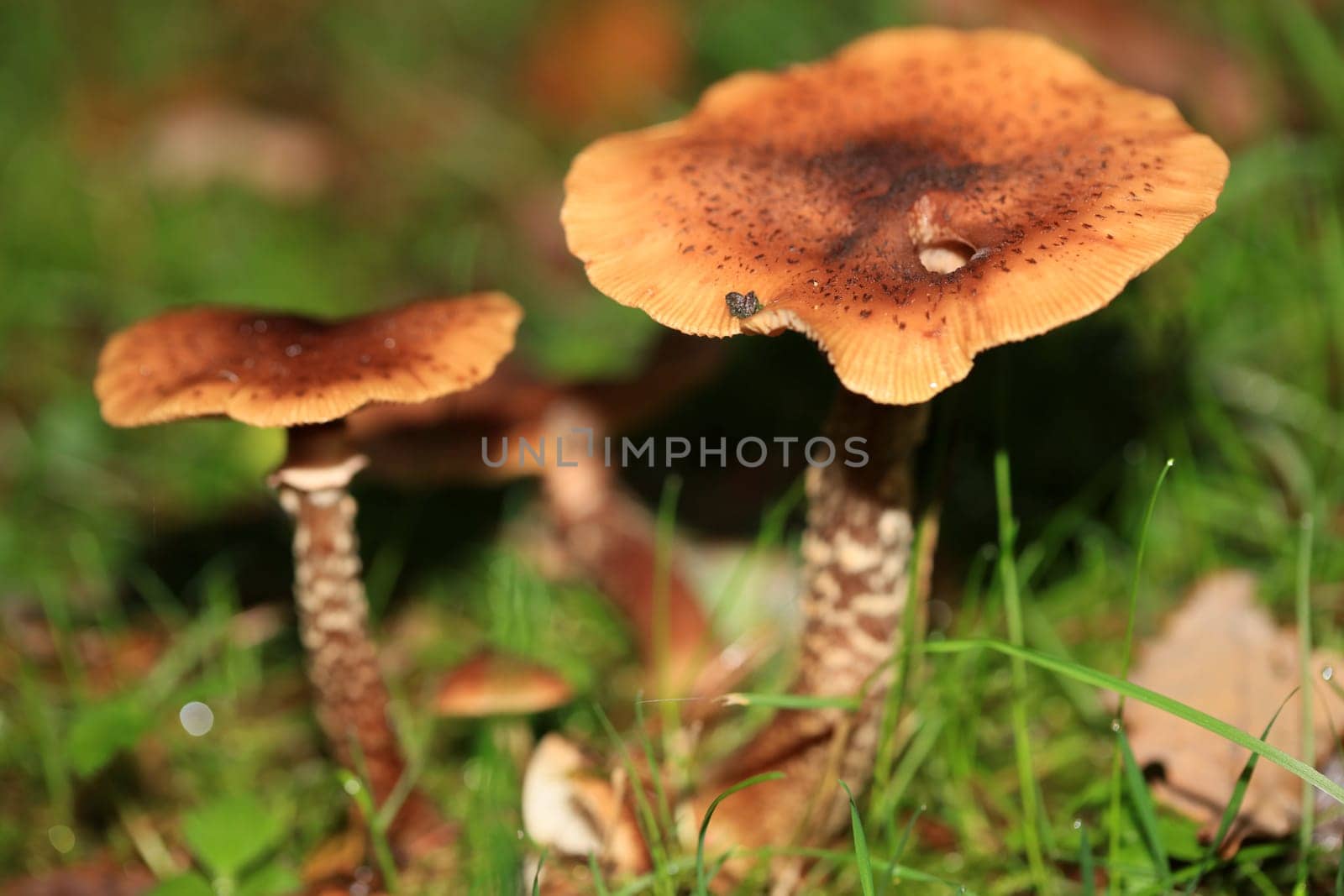 Wild winter mushrooms on forest macro background north germany high quality print