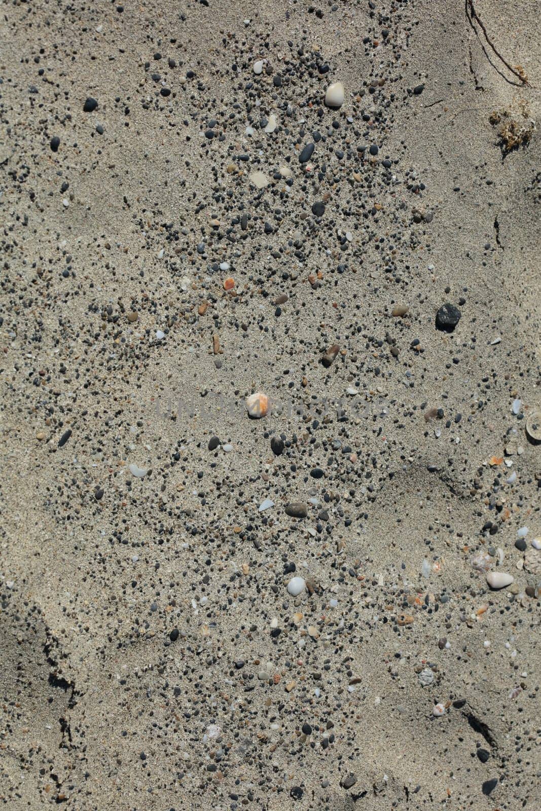 Shells close up elafonisi beach crete island covid-19 season holidays modern background high quality prints