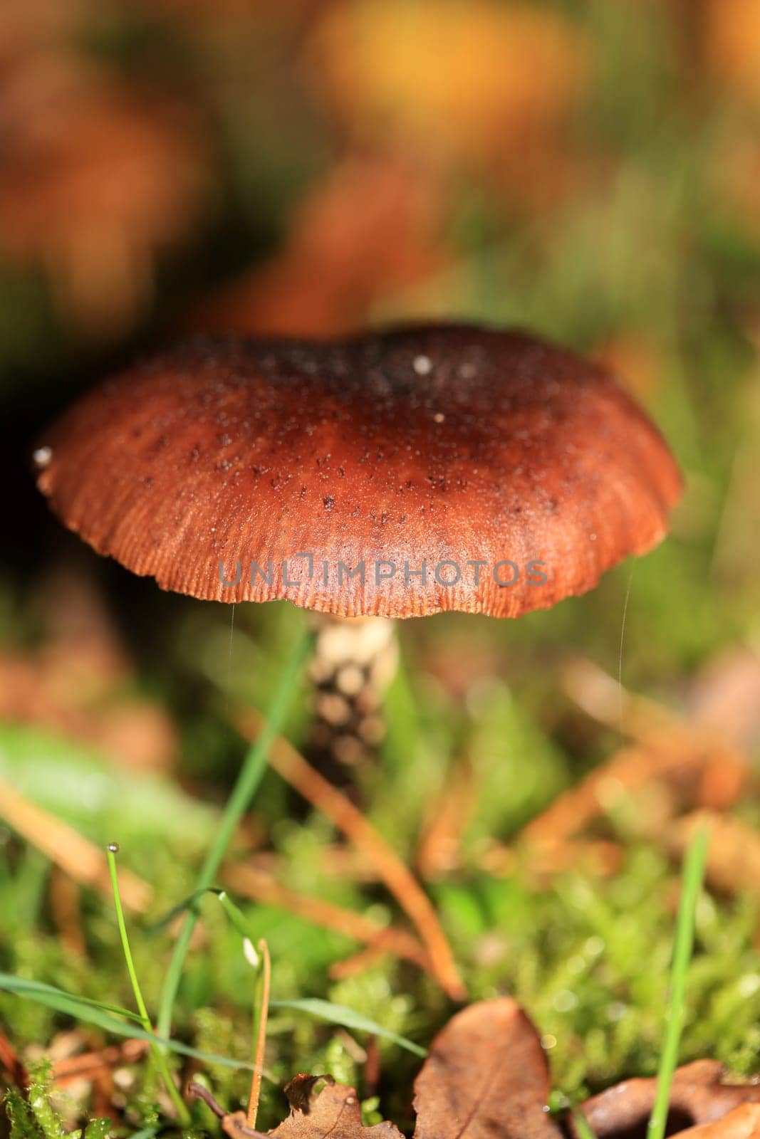 Wild winter mushrooms on forest macro background north germany high quality print