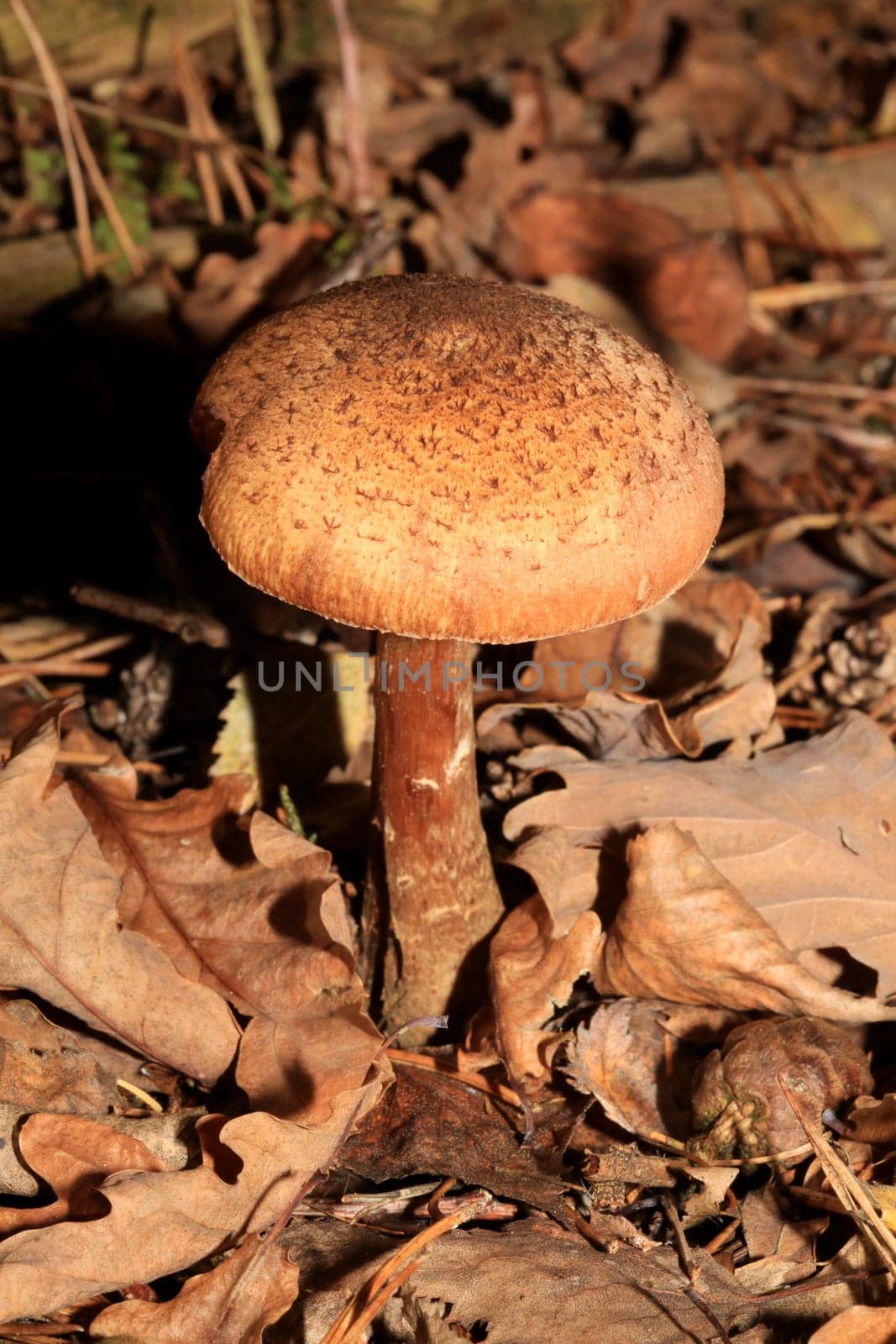Wild winter mushrooms on forest macro background north germany high quality print