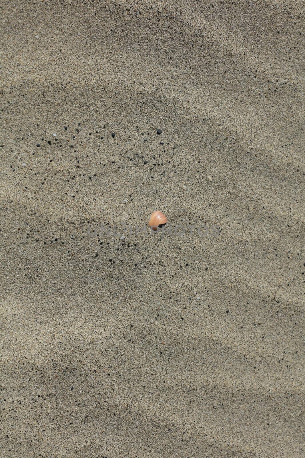 Shells close up elafonisi beach crete island covid-19 season holidays modern background high quality prints