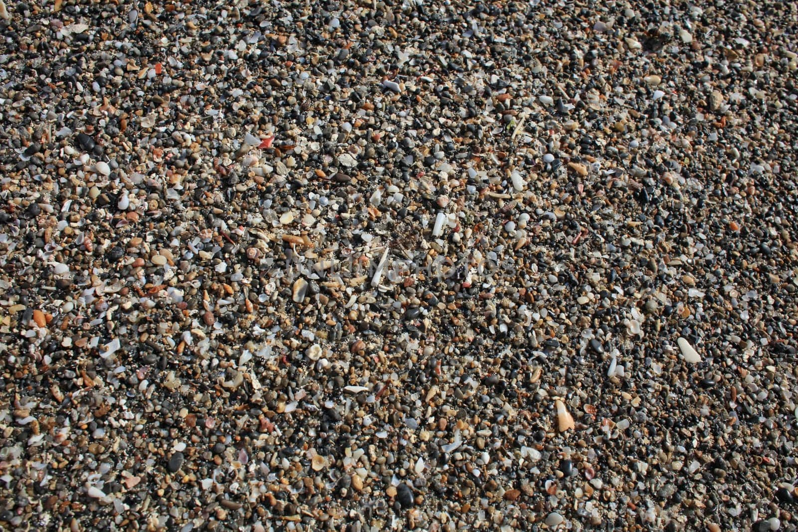 Shells close up elafonisi beach crete island covid-19 season holidays modern background high quality prints