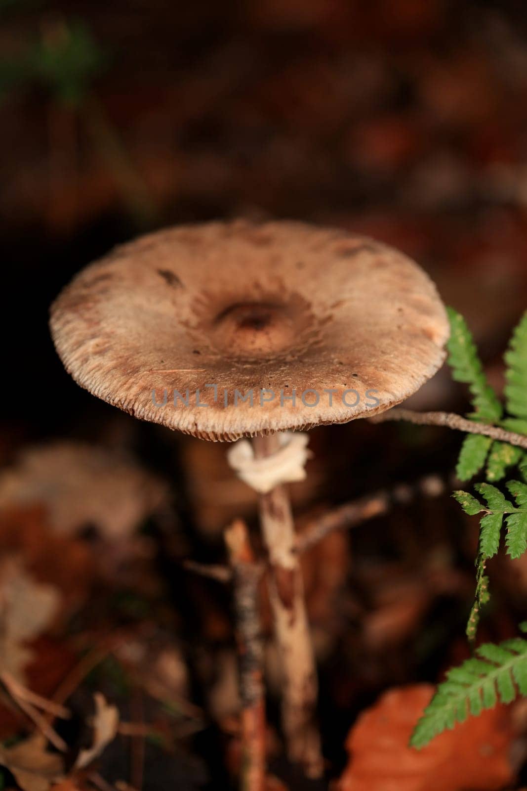 Wild winter mushrooms on forest macro background north germany high quality print