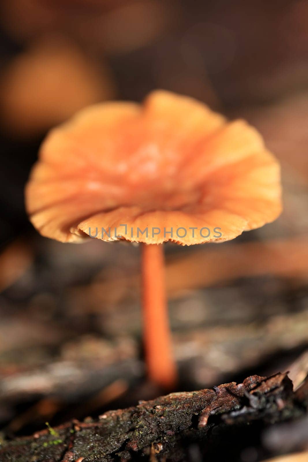 Wild winter mushrooms on forest macro background north germany high quality print