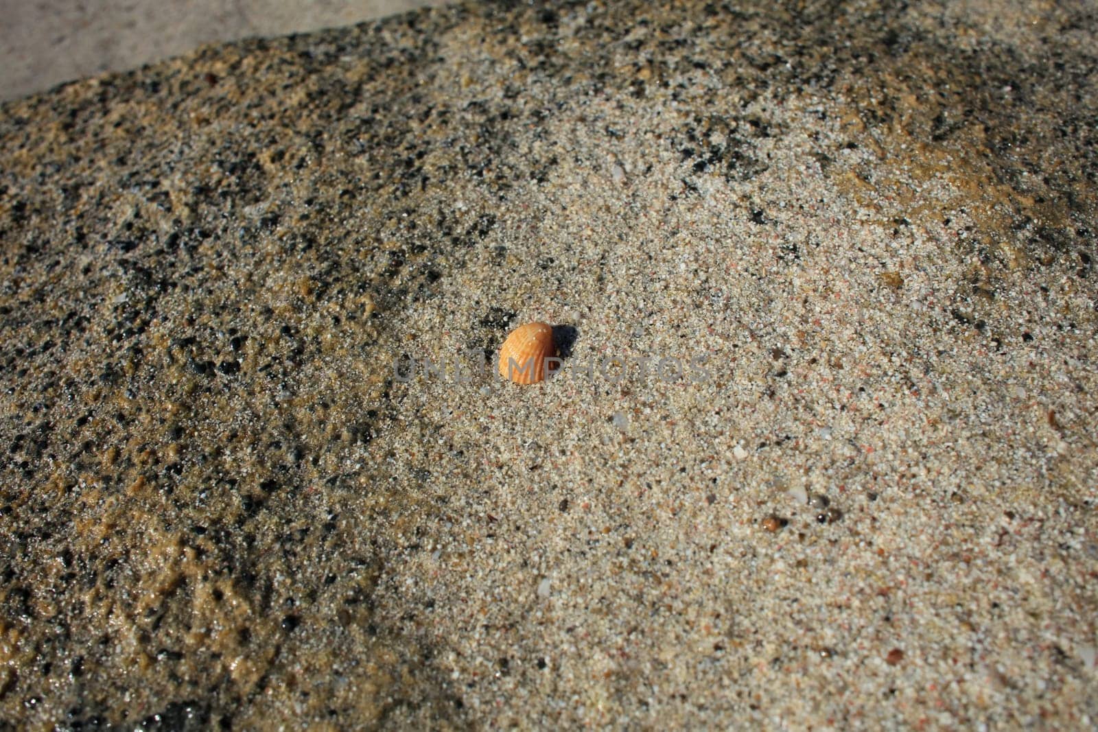Shells close up elafonisi beach crete island covid-19 season holidays modern background high quality prints