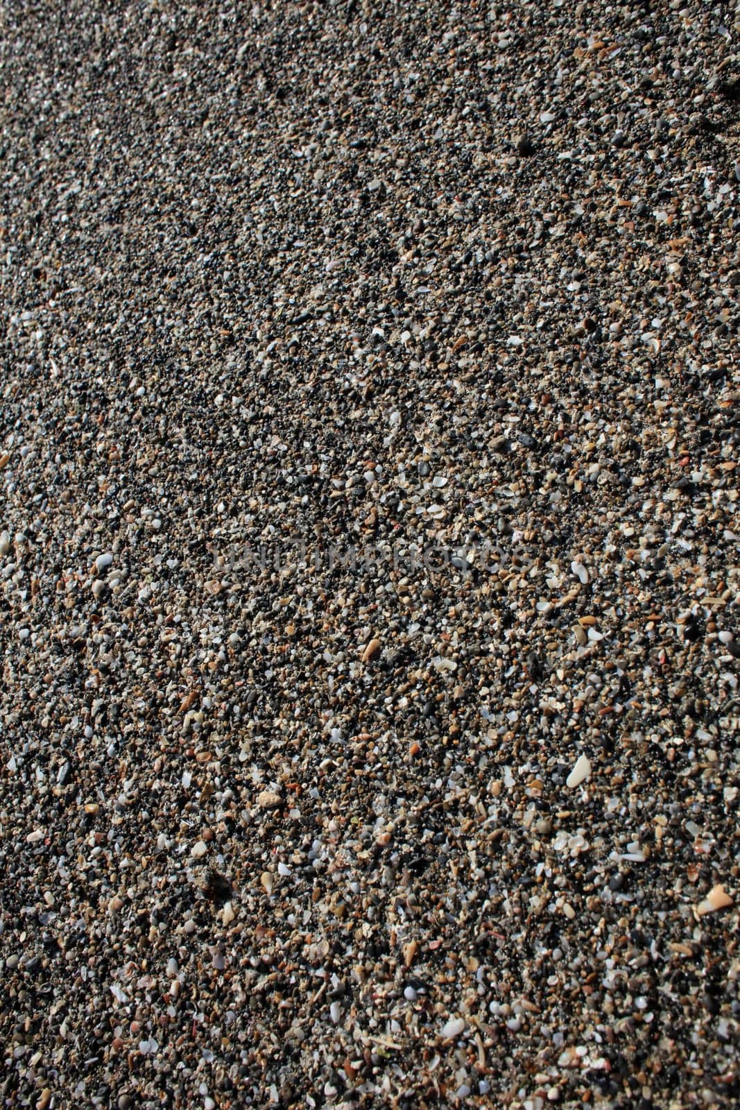 Shells close up elafonisi beach crete island covid-19 season holidays modern background high quality prints