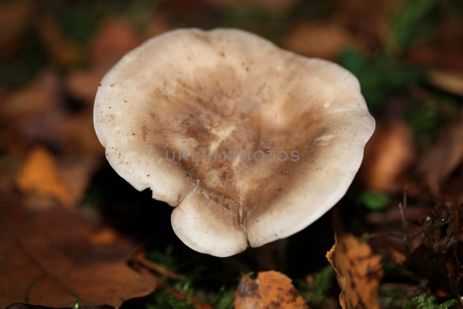 Wild winter mushrooms on forest macro background north germany high quality print