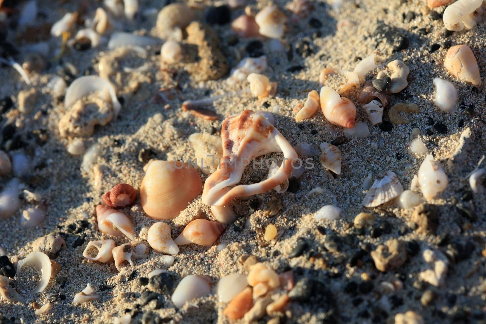 Shells close up elafonisi beach crete island covid-19 season holidays modern background high quality prints
