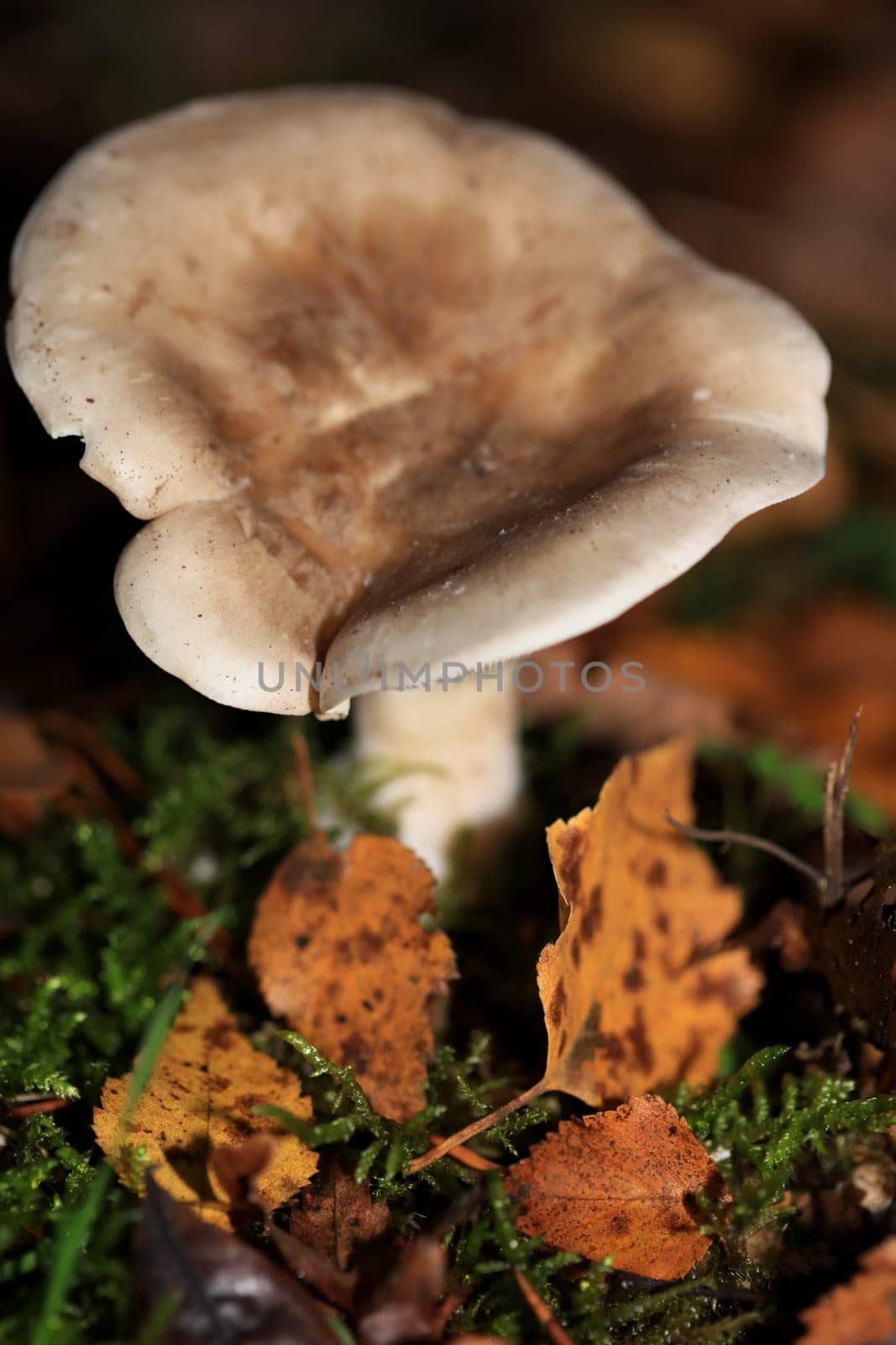 Wild winter mushrooms on forest macro background north germany high quality print