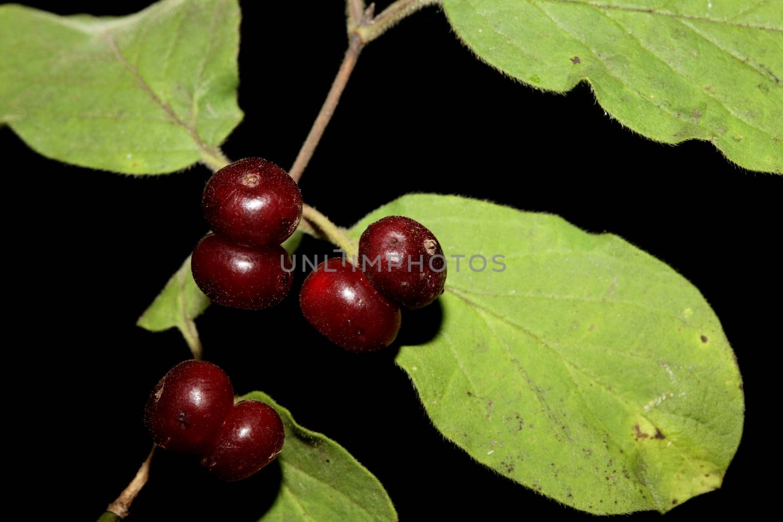 Wild red fruits close up botanical background lonicera xylosteum family caprifoliaceae high quality big size prints