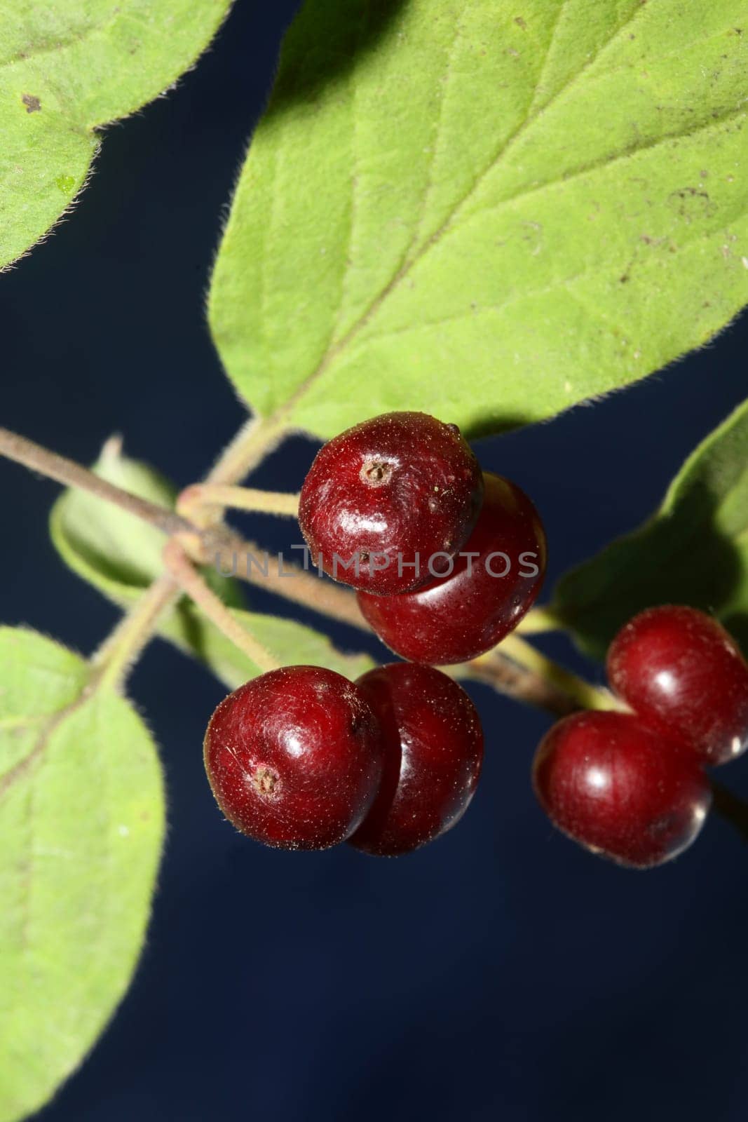 Wild red fruits close up botanical background lonicera xylosteum family caprifoliaceae high quality big size prints