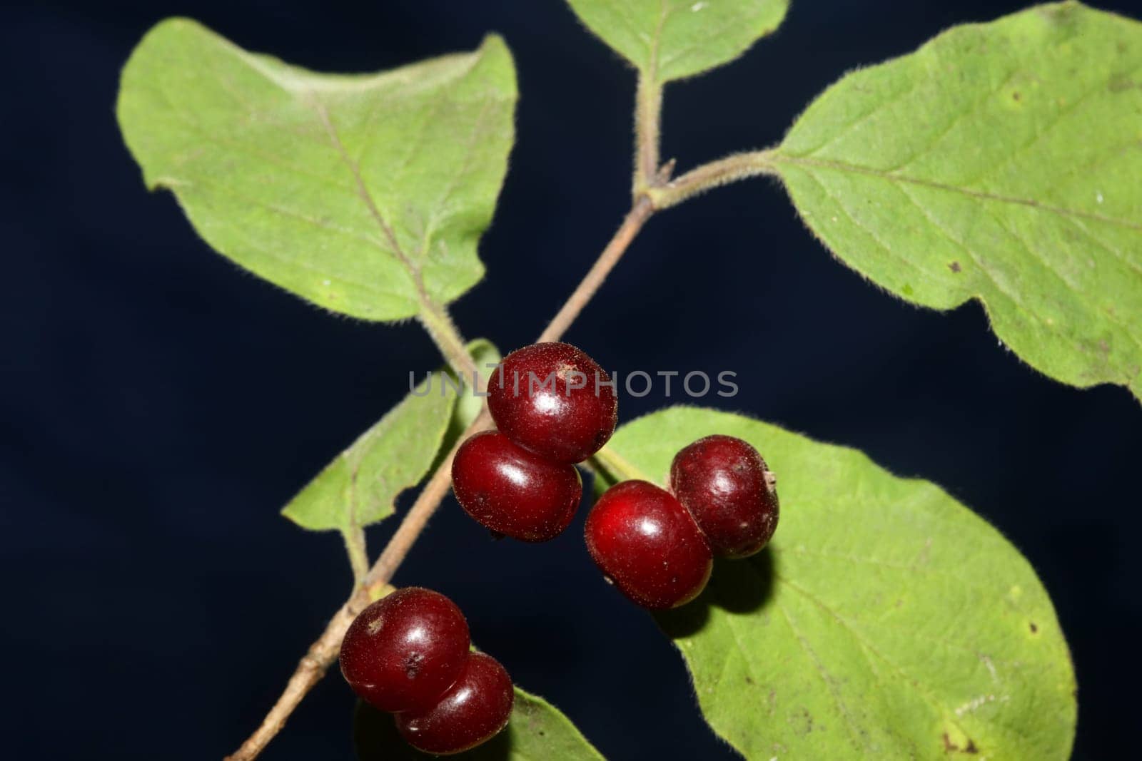 Wild red fruits close up botanical background lonicera xylosteum family caprifoliaceae high quality big size prints