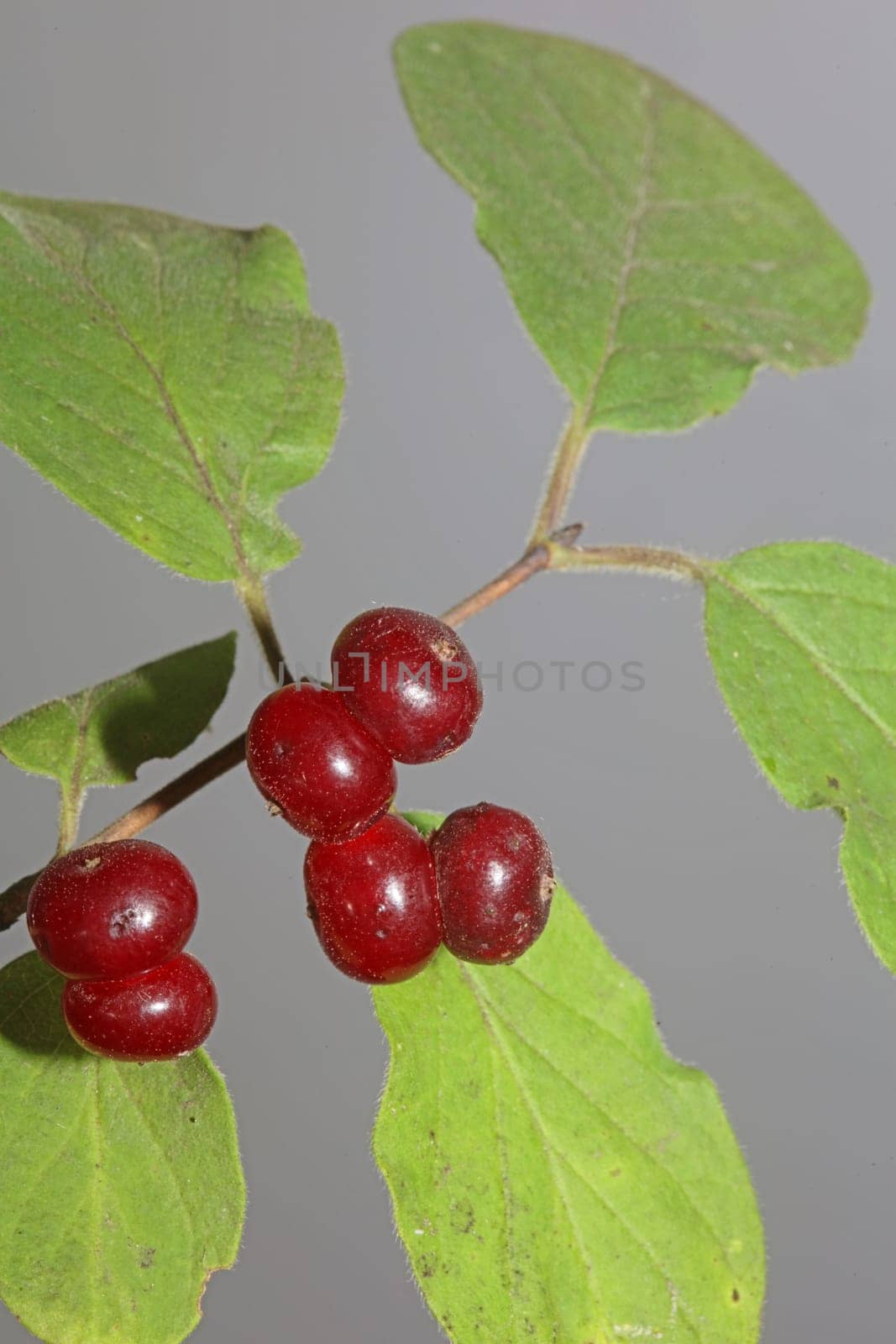Wild red fruits close up botanical background lonicera xylosteum family caprifoliaceae high quality big size prints