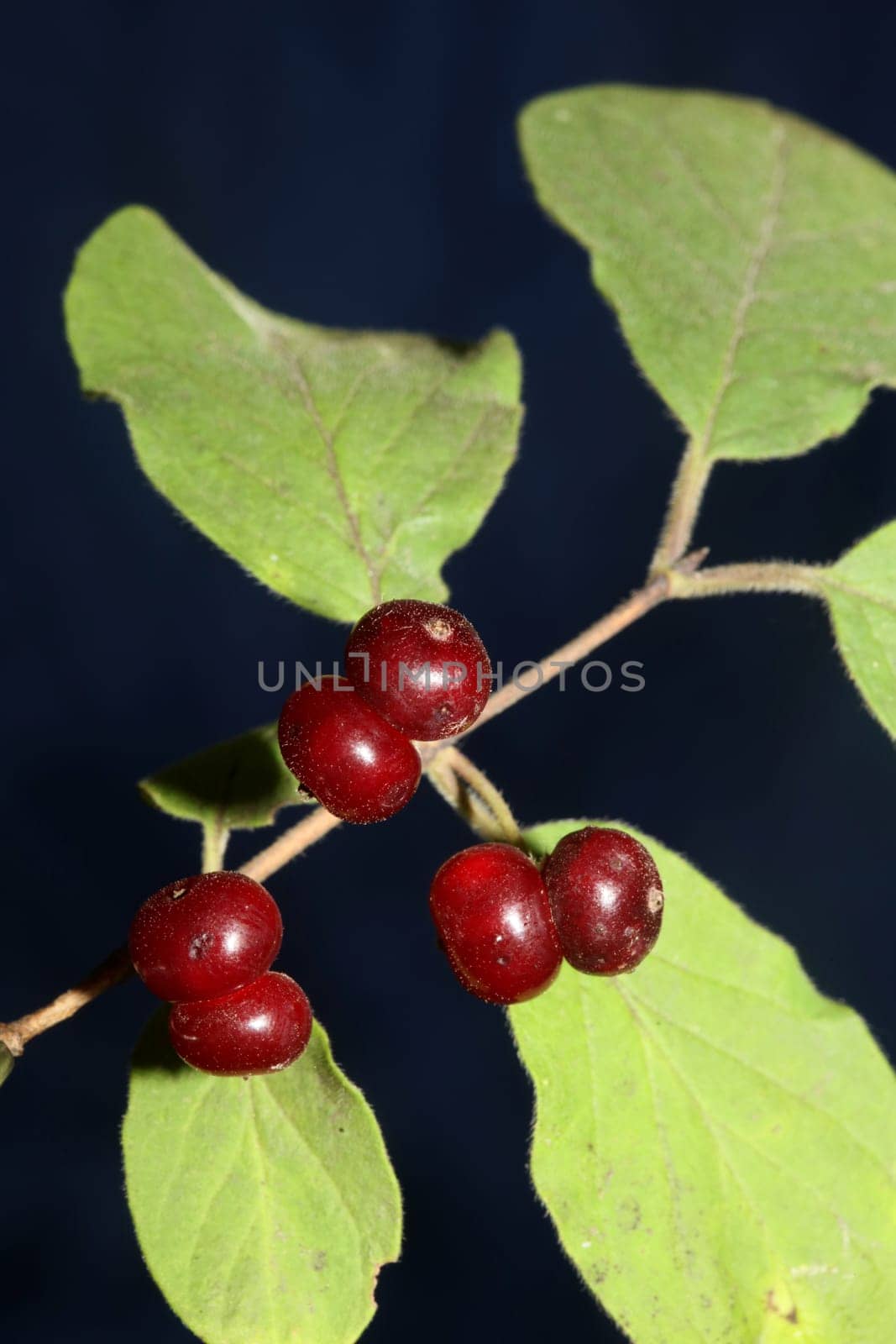 Wild red fruits close up botanical background lonicera xylosteum family caprifoliaceae high quality big size prints