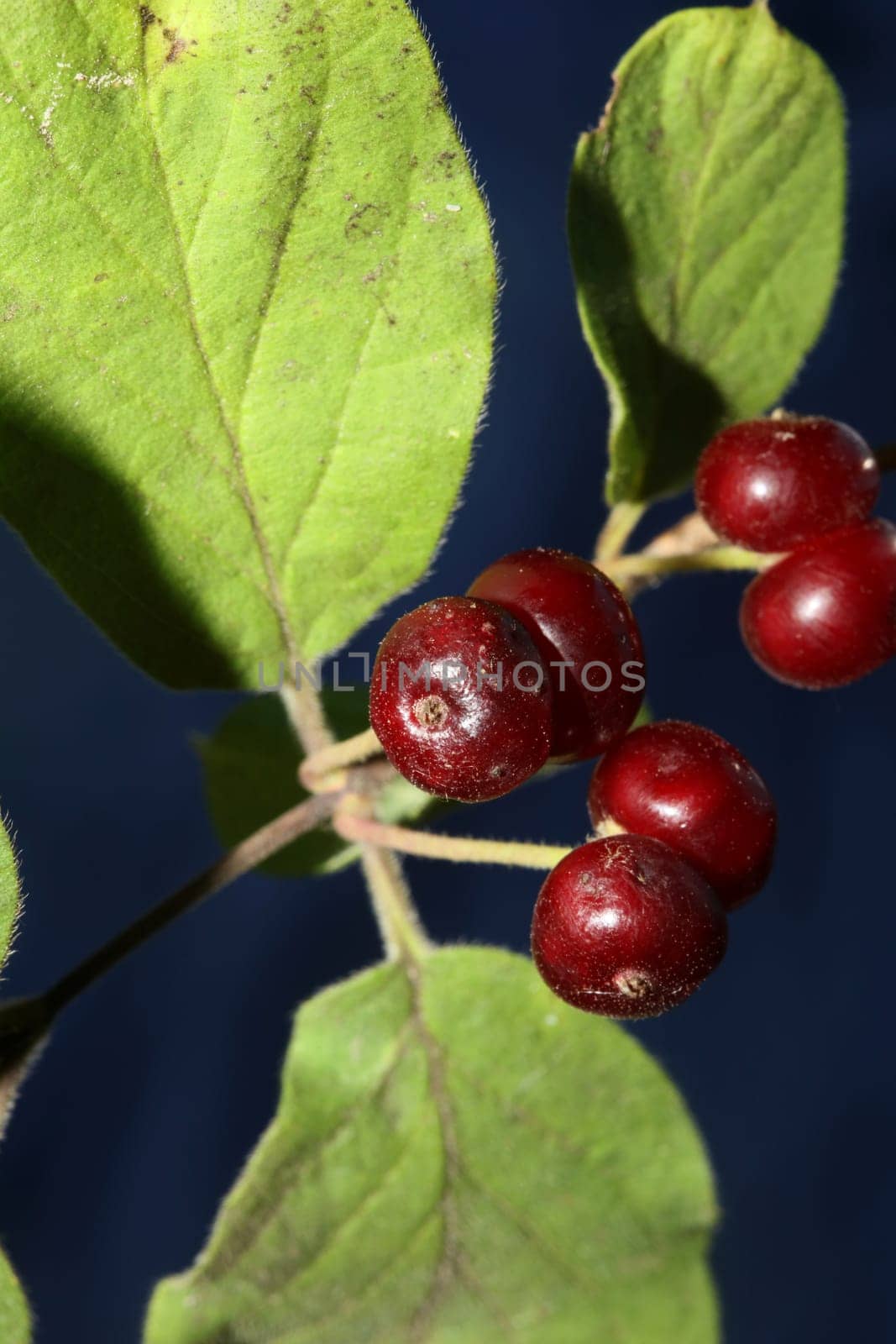Wild red fruits close up botanical background lonicera xylosteum family caprifoliaceae high quality big size prints