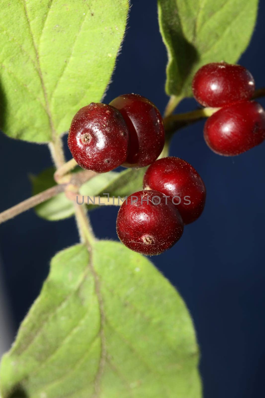 Wild red fruits close up botanical background lonicera xylosteum family caprifoliaceae high quality big size prints