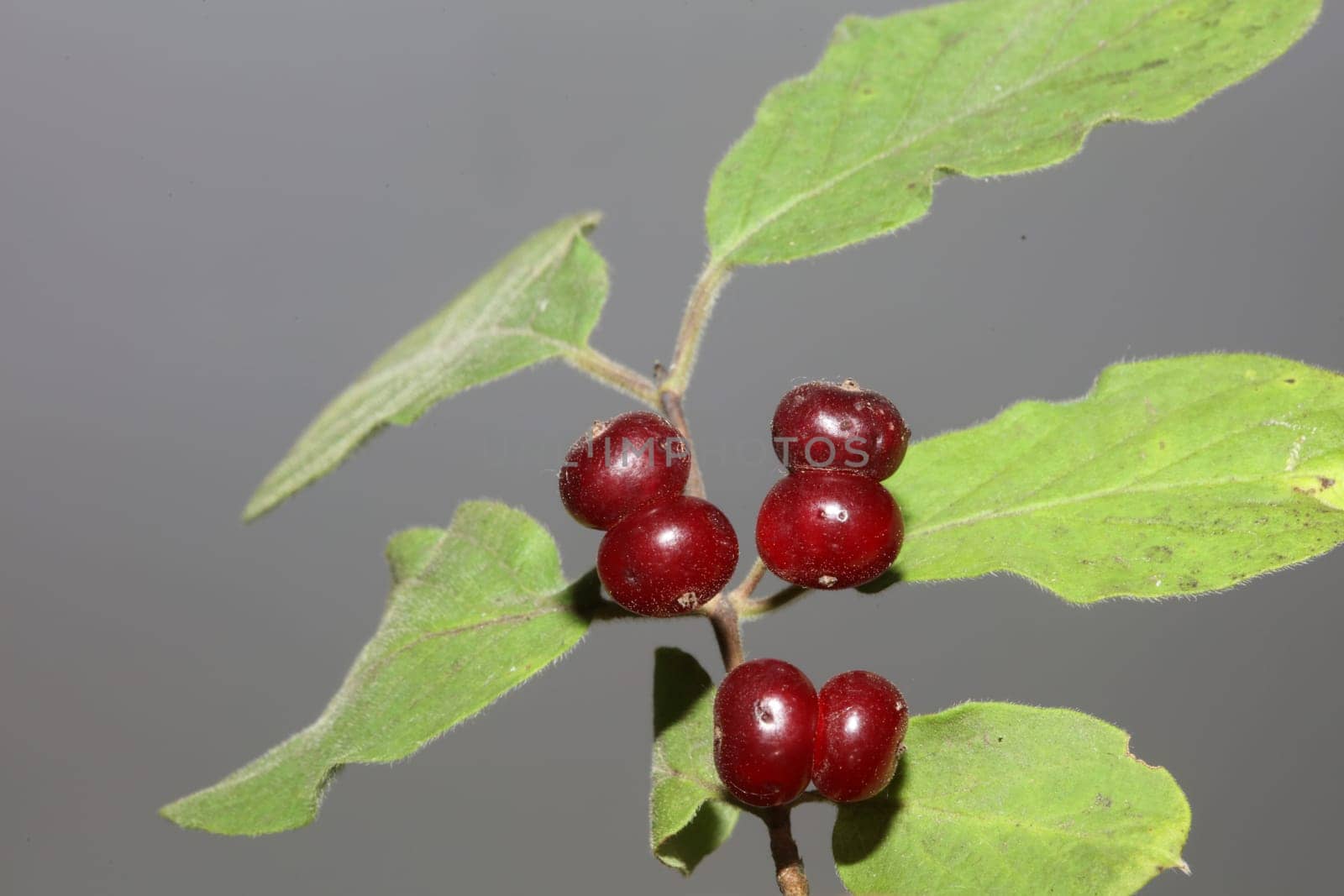 Wild red fruits close up botanical background lonicera xylosteum family caprifoliaceae high quality big size prints