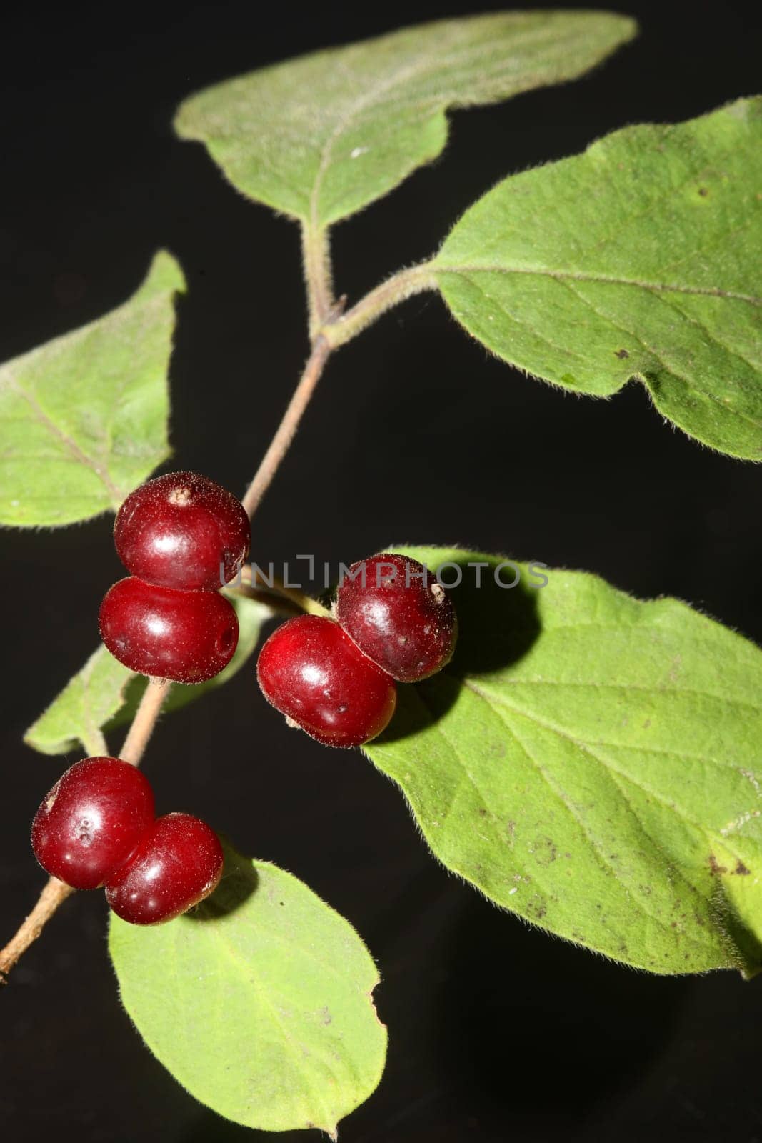 Wild red fruits close up botanical background lonicera xylosteum family caprifoliaceae high quality big size prints