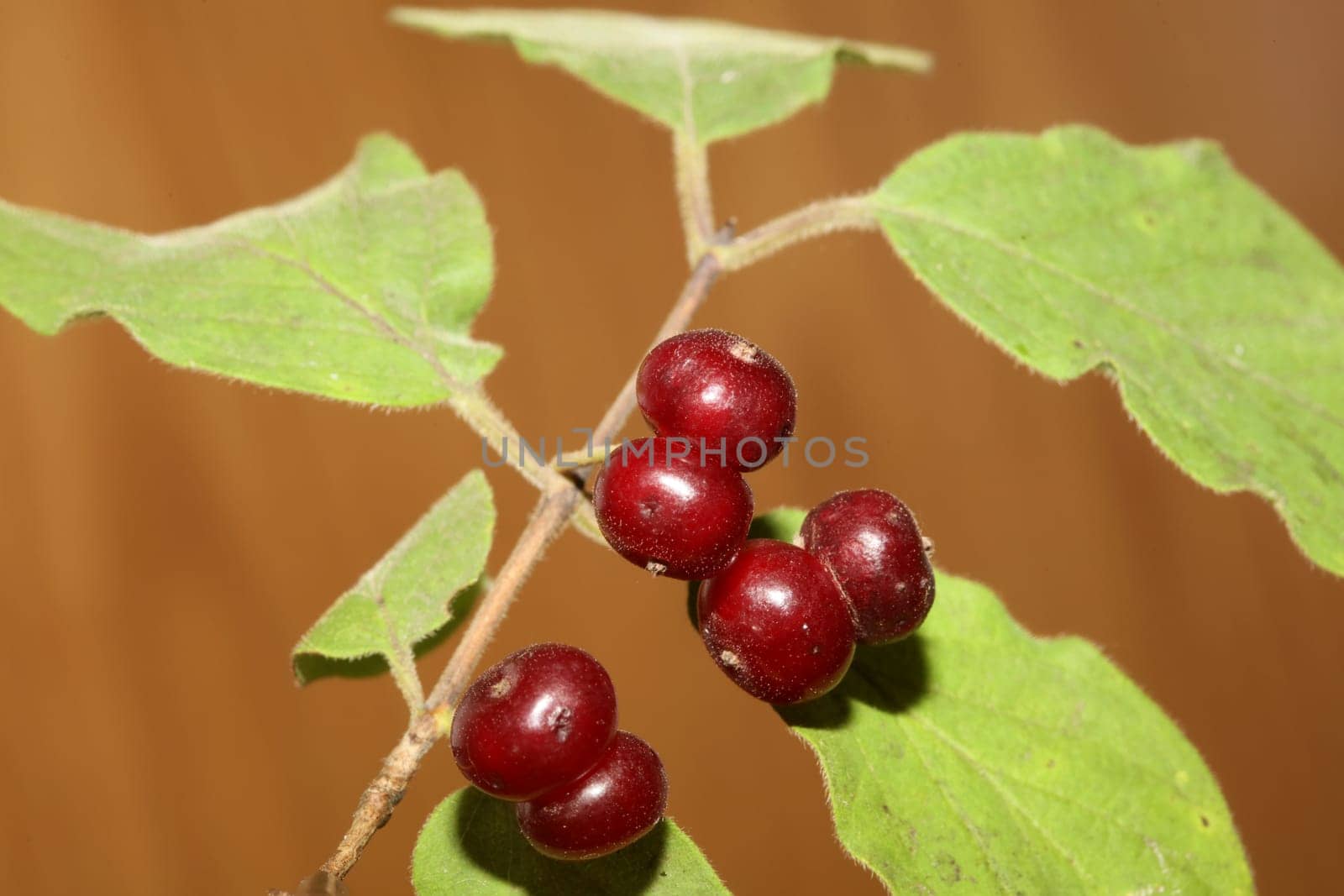 Wild red fruits close up botanical background lonicera xylosteum family caprifoliaceae high quality big size prints