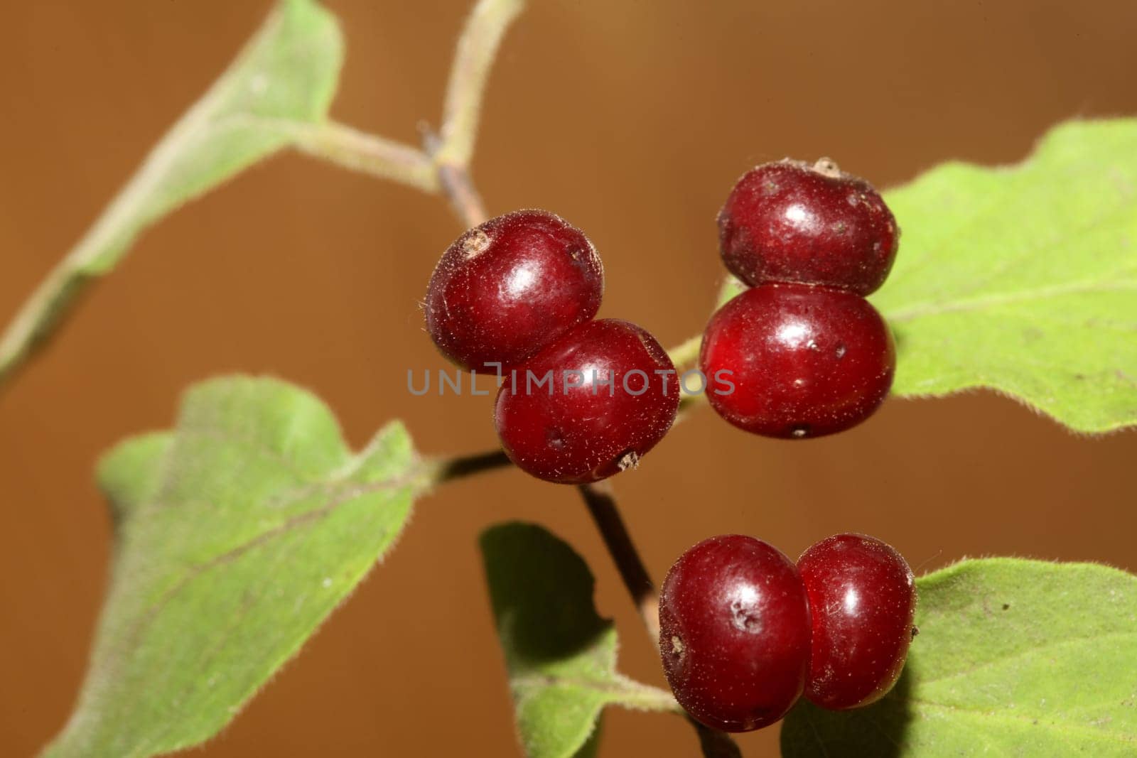 Wild red fruits close up botanical background lonicera xylosteum family caprifoliaceae high quality big size prints