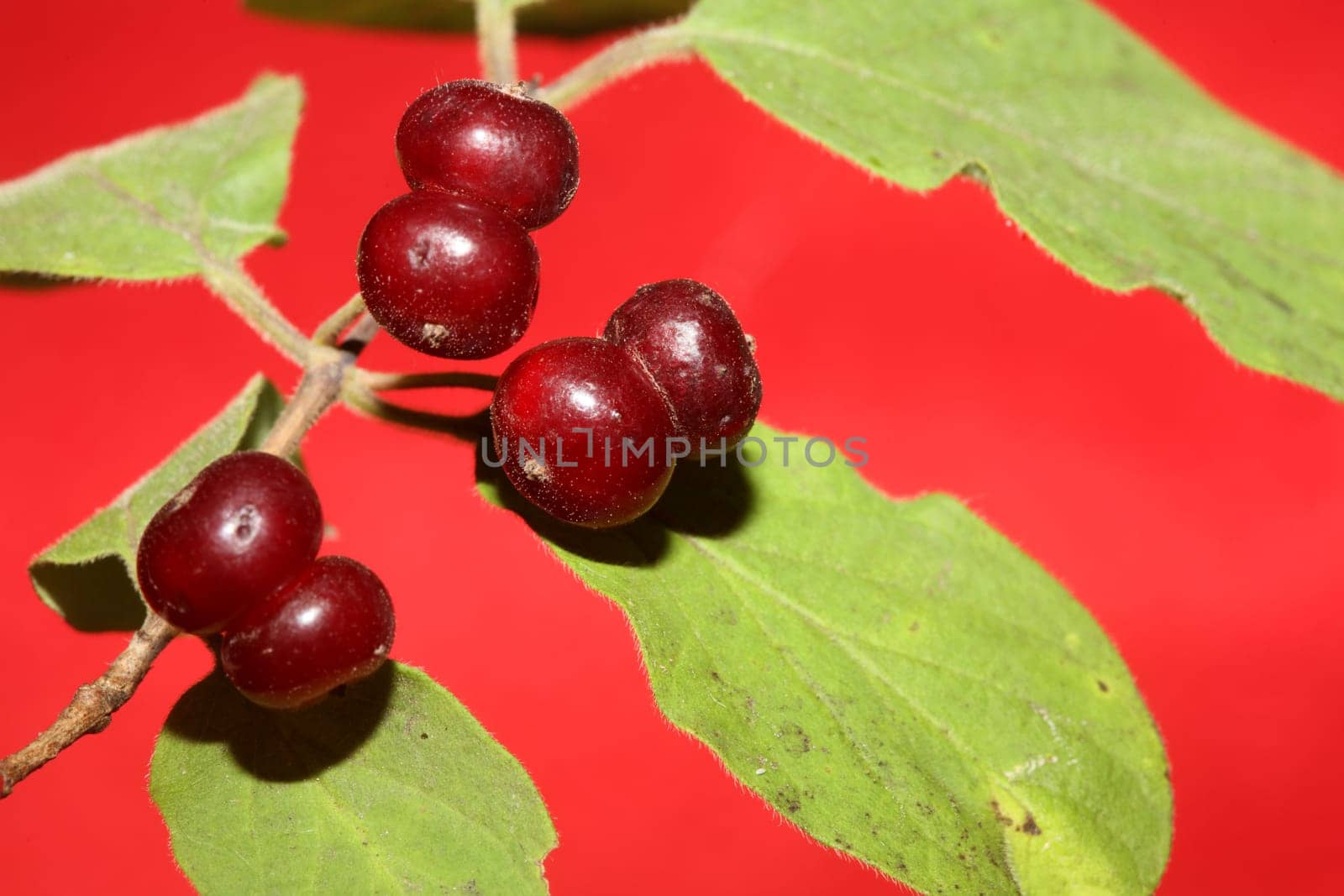 Wild red fruits close up botanical background lonicera xylosteum family caprifoliaceae high quality big size prints