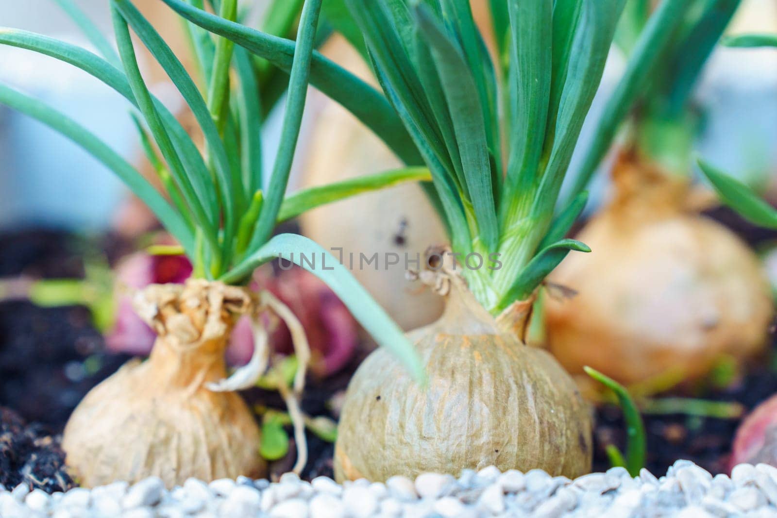 Close-up of growing green onion bulbs in the soil.