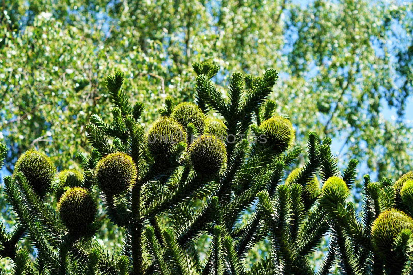 Chilean fir monkey puzzle tree under blue sky in summer