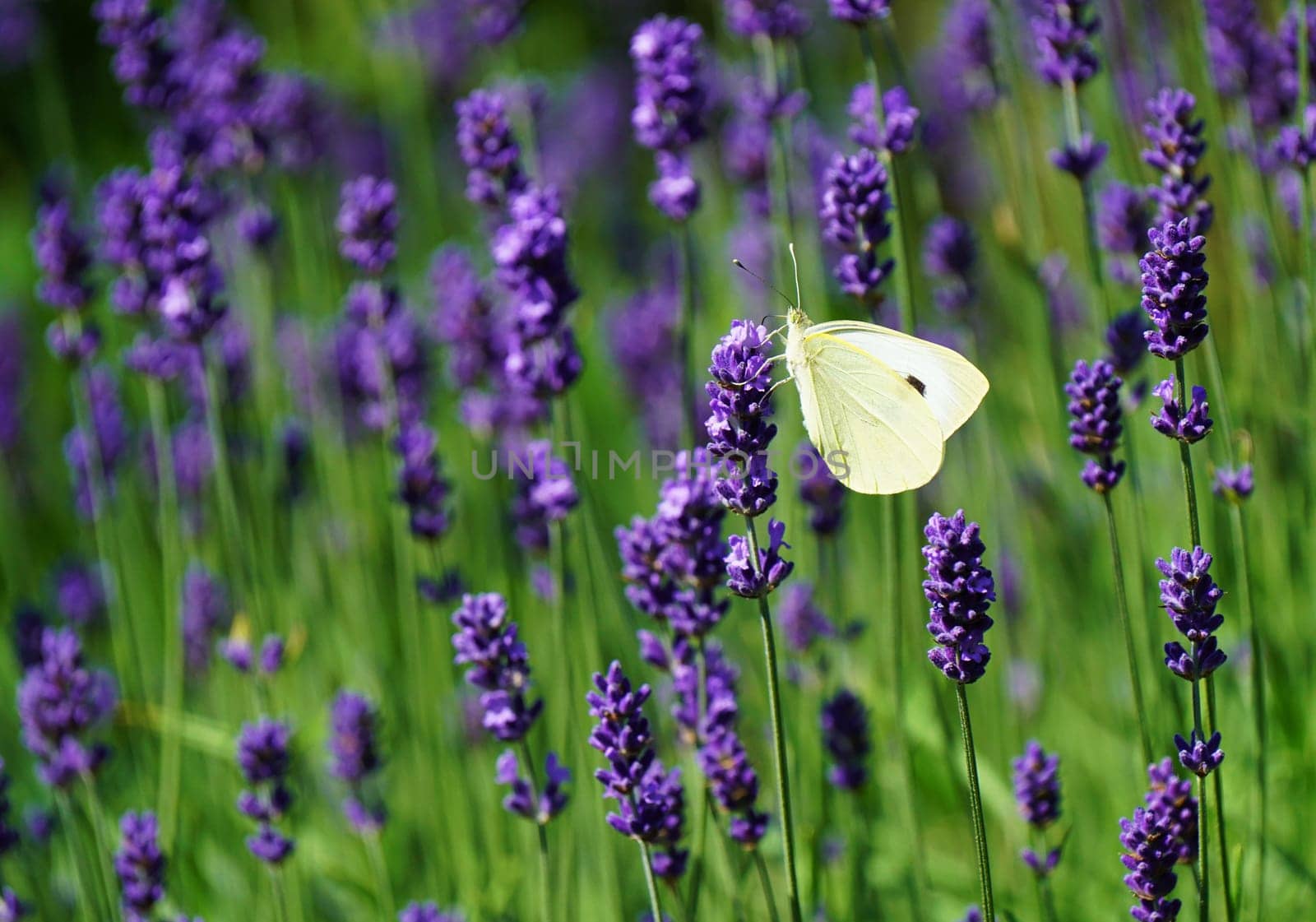 Beautiful white butterfly in a lavender plant