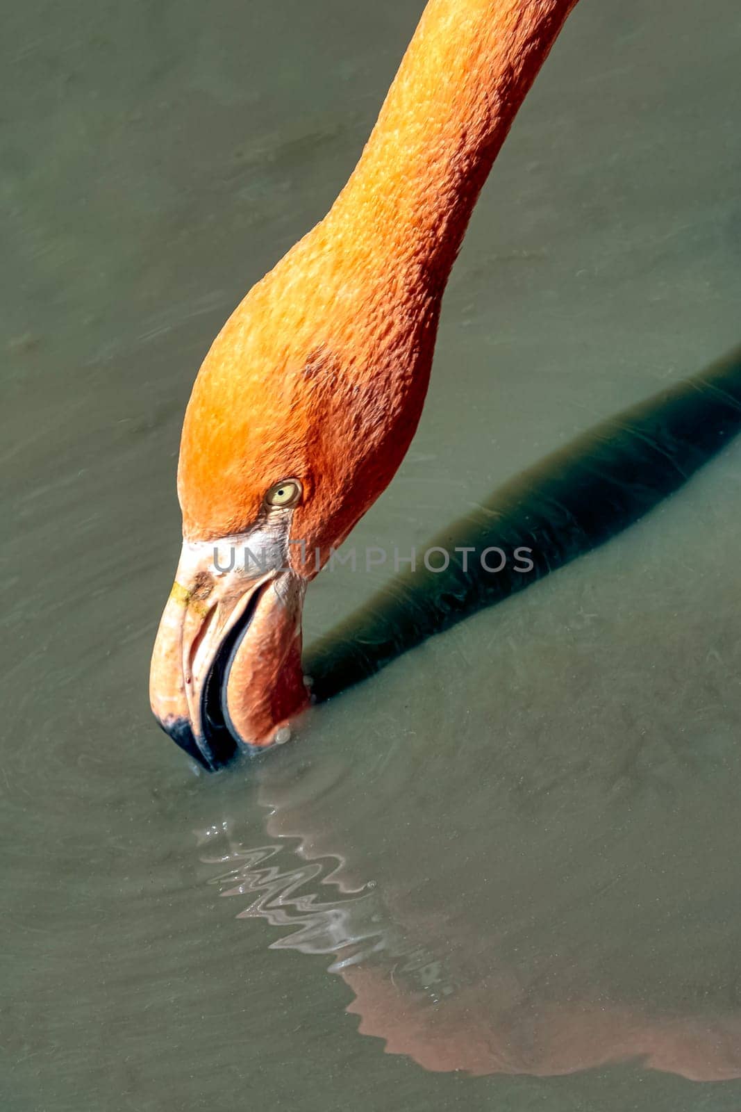 Phoenicopterus ruber known as American or Caribbean flamingo - Peninsula de Zapata / Zapata Swamp, Cuba