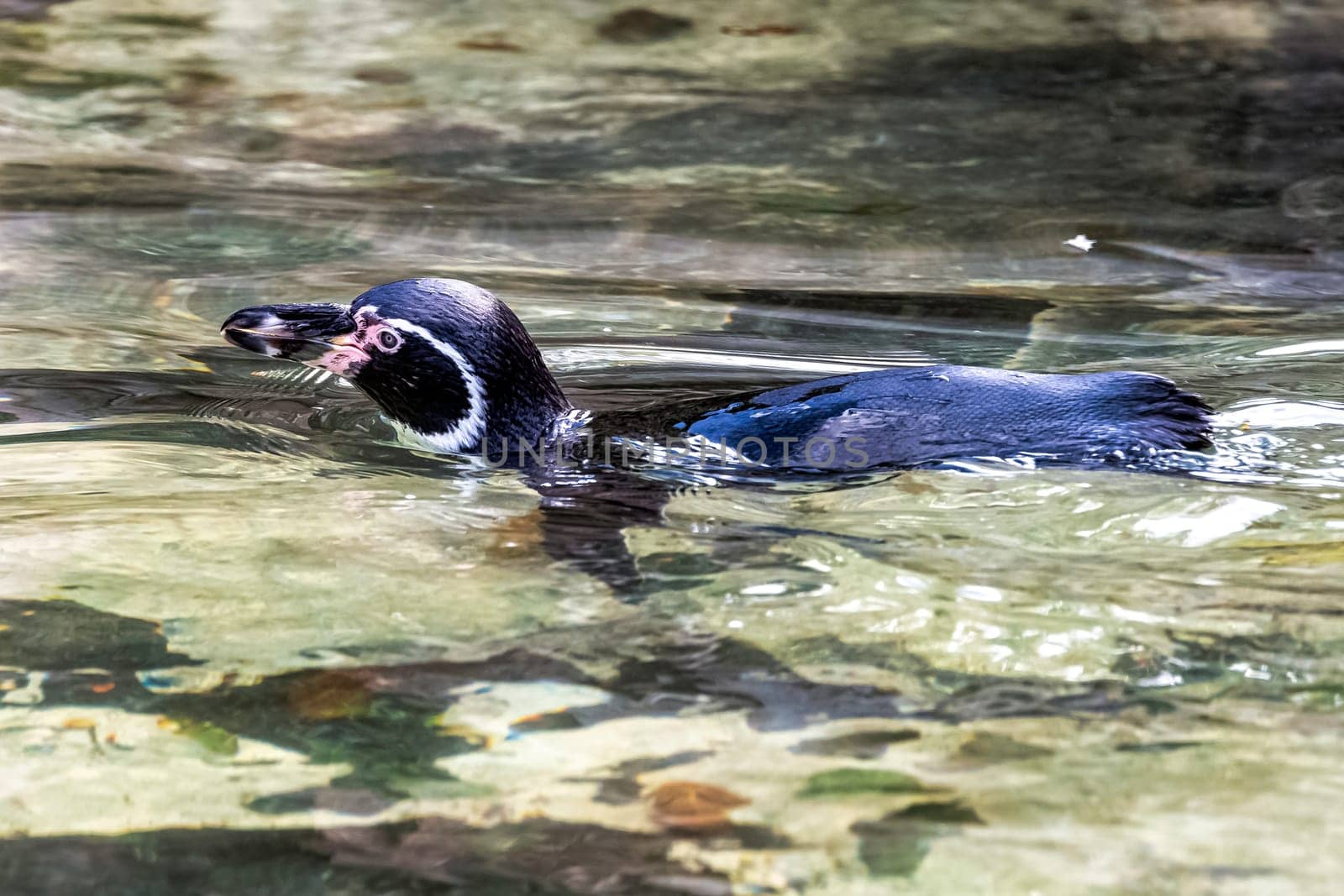 Swimming humboldt penguin (Spheniscus humboldti) - Chile