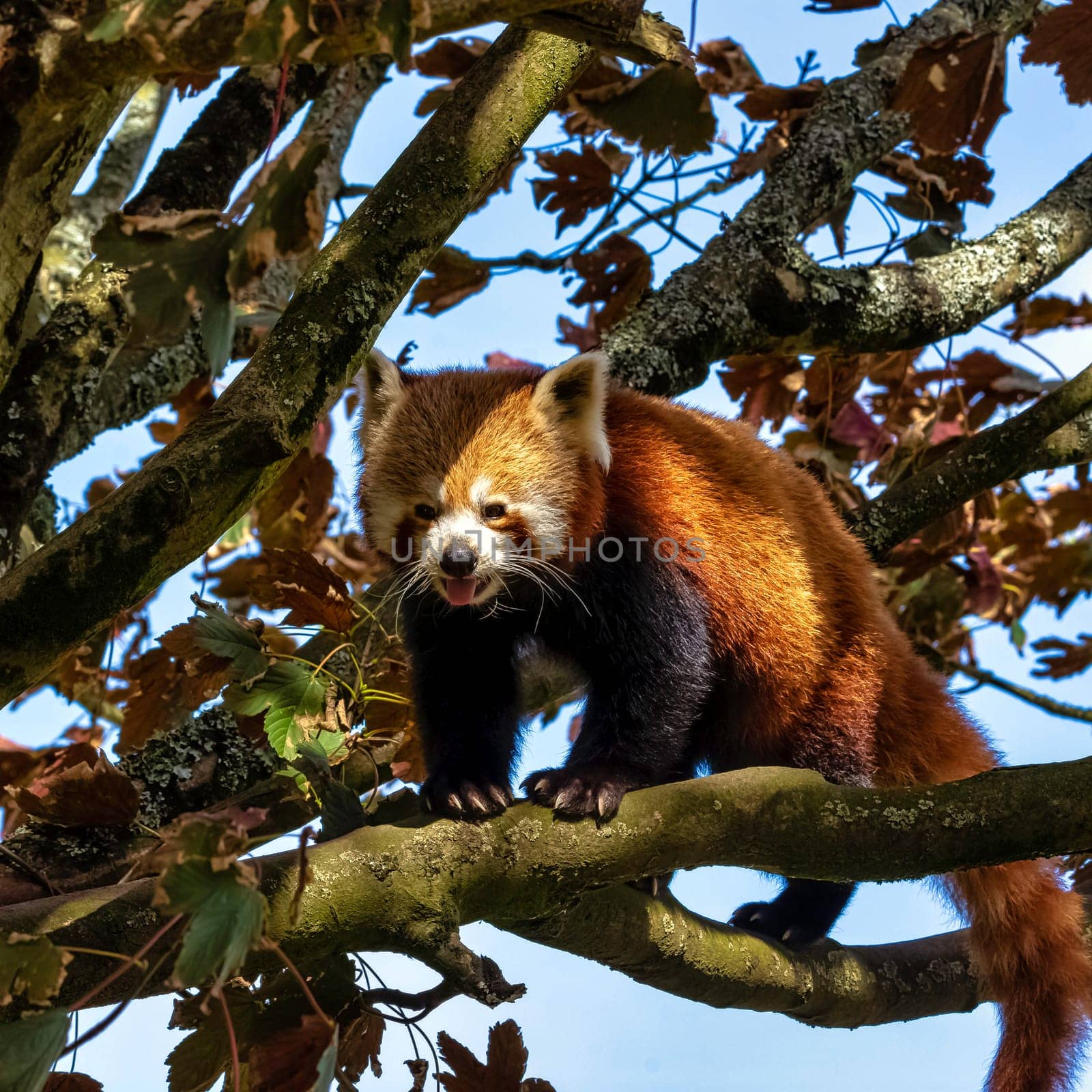 Red panda (Ailurus fulgens) known as lesser panda, the red bear-cat, or cat-bear