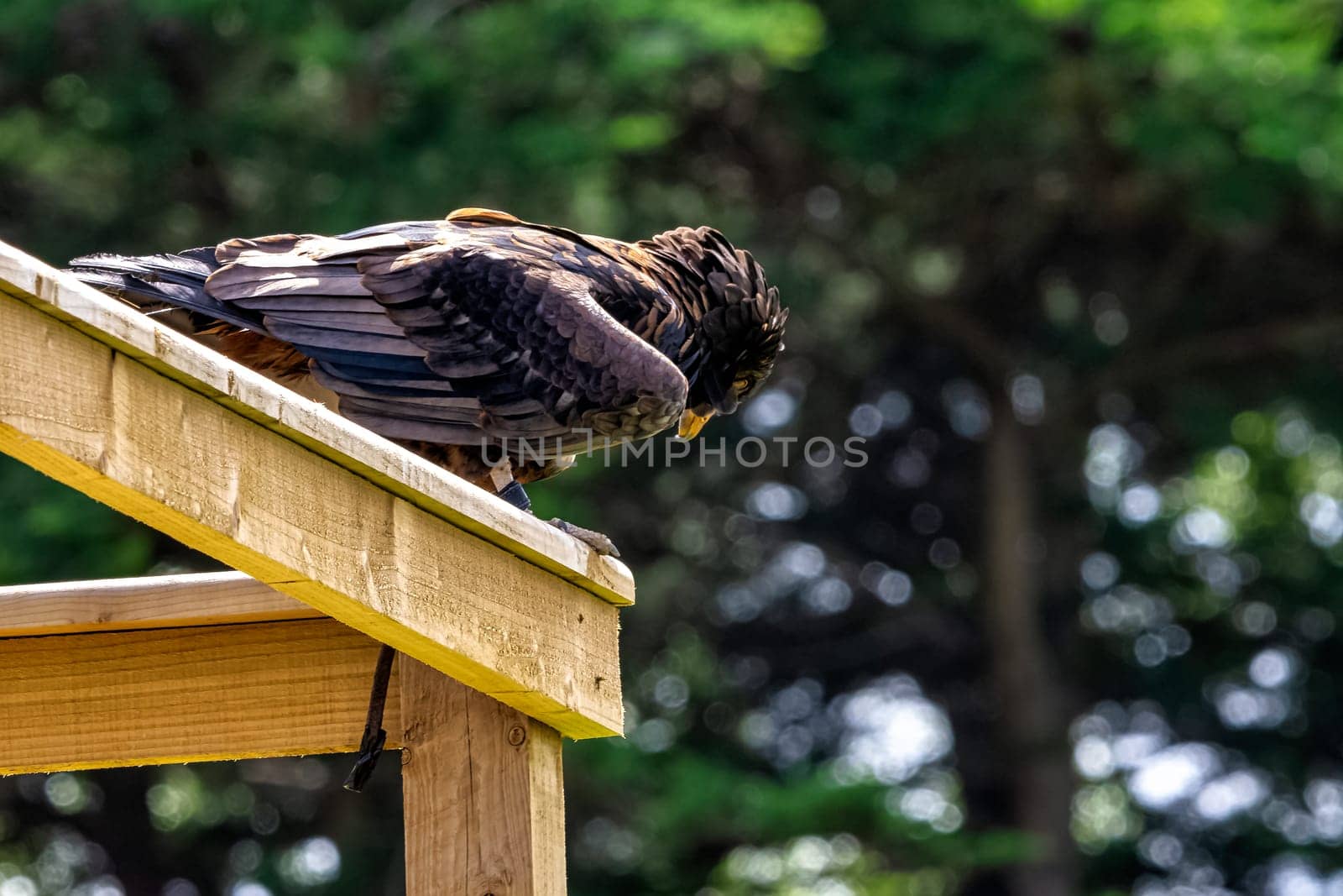 The bateleur (Terathopius ecaudatus) is a medium-sized eagle in the family Accipitridae