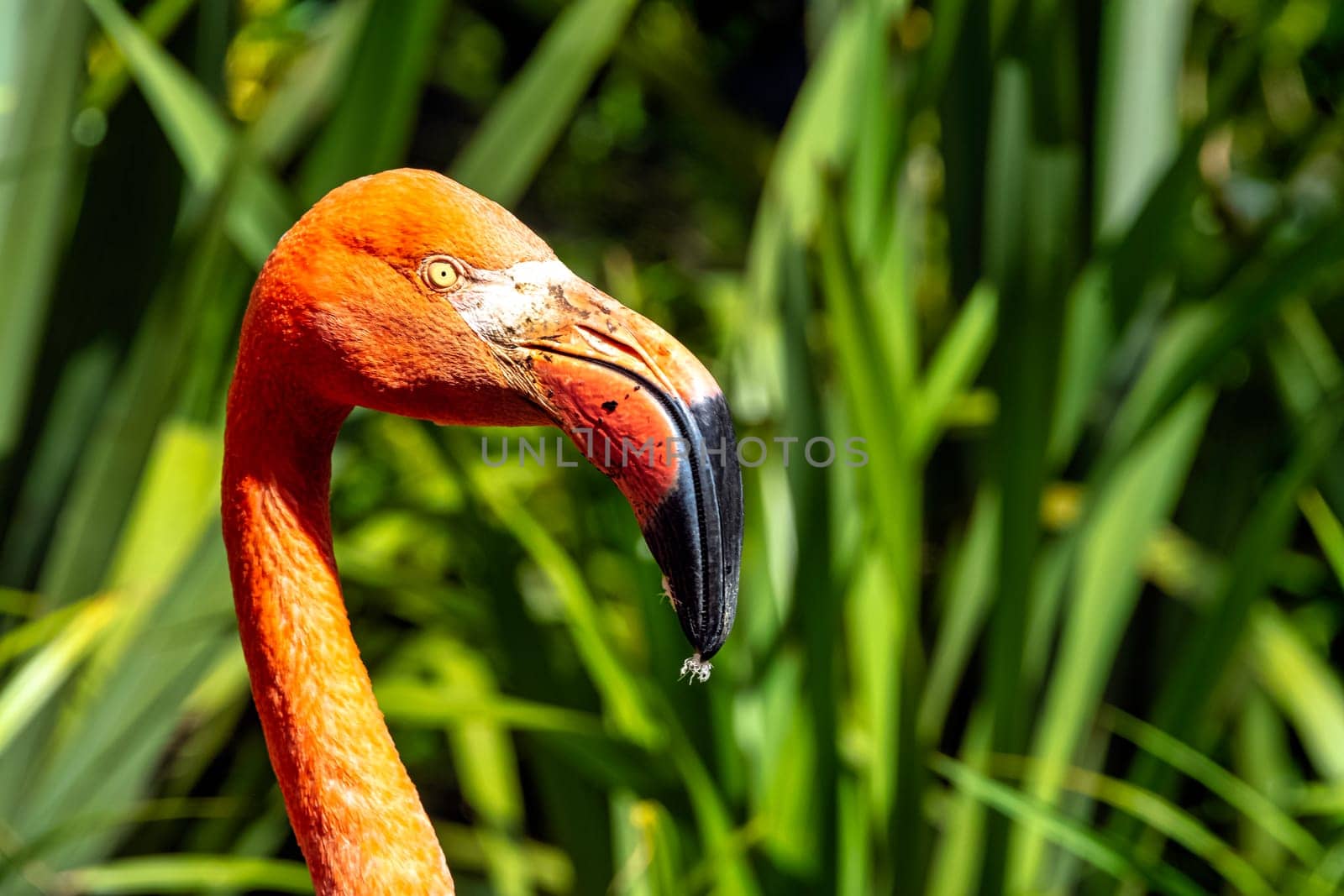 Phoenicopterus ruber known as American or Caribbean flamingo - Peninsula de Zapata / Zapata Swamp, Cuba
