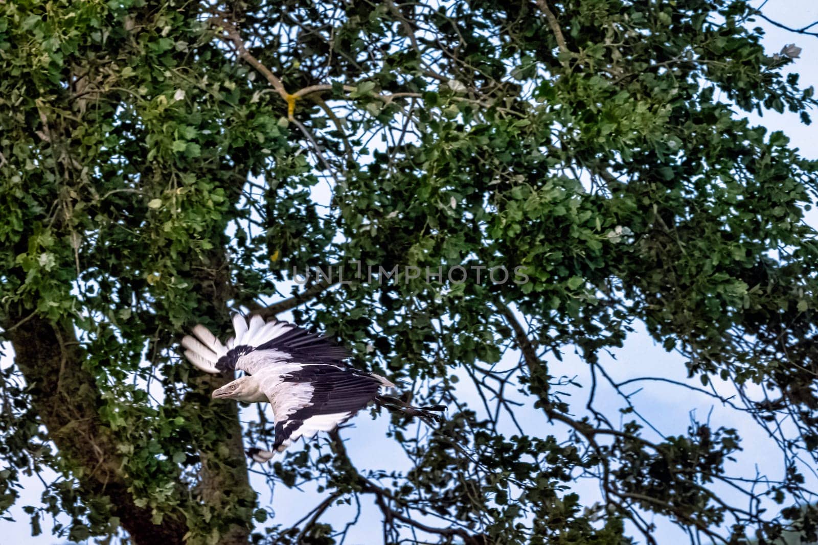 Flying palm-nut vulture (Gypohierax angolensis) known as vulturine fish eagle
