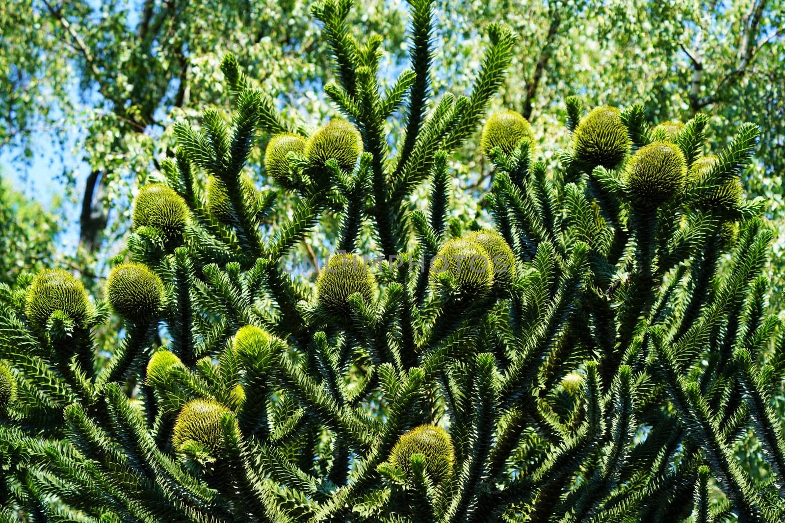 Chilean fir monkey puzzle tree under blue sky in summer