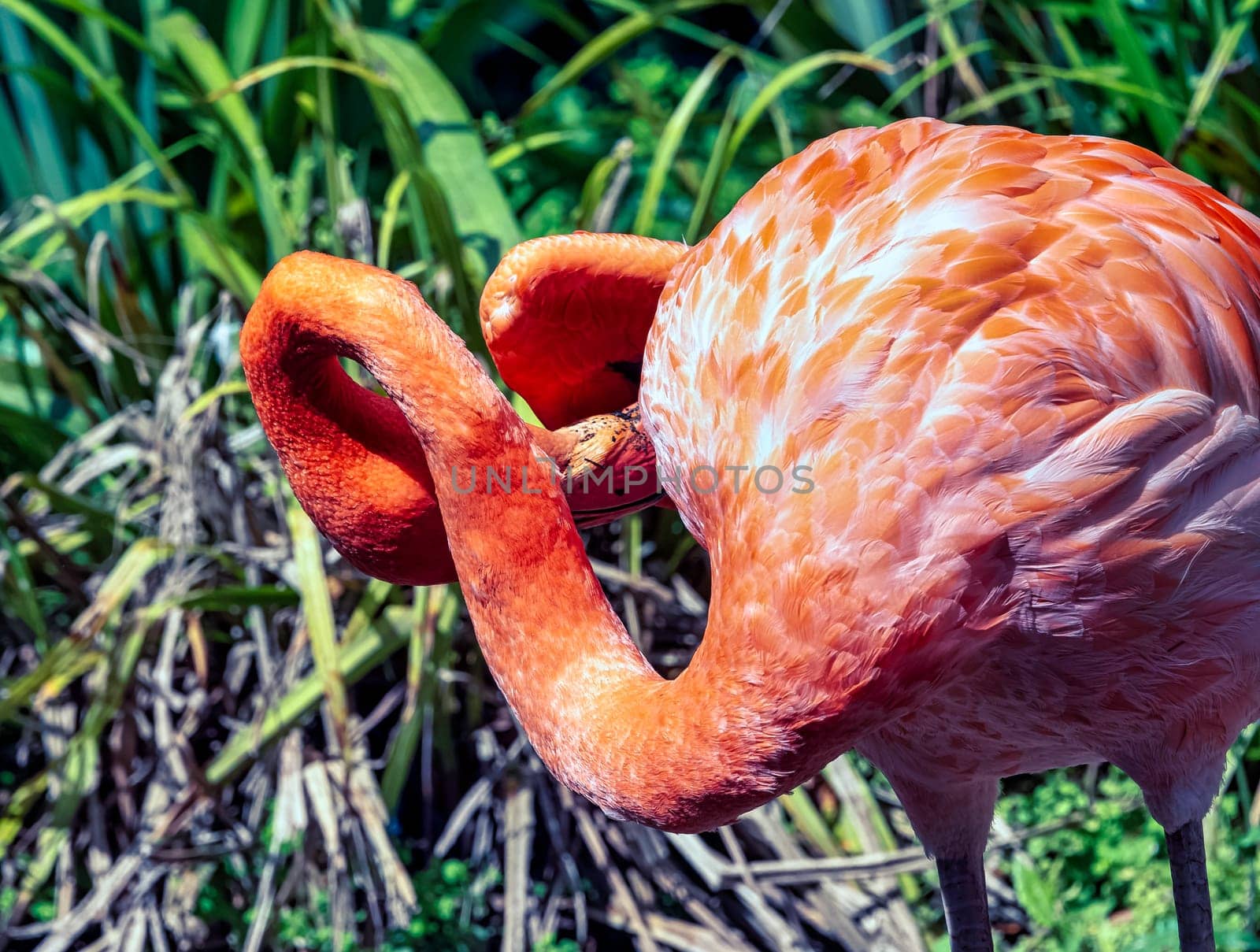 Phoenicopterus ruber known as American or Caribbean flamingo - Peninsula de Zapata / Zapata Swamp, Cuba