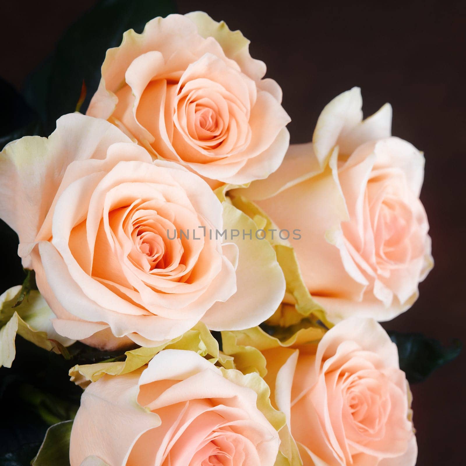 A bouquet of roses is beautiful, fresh, bright on a dark brown background. The flowers are large, juicy, fragrant. A layout for a greeting card or greeting card.